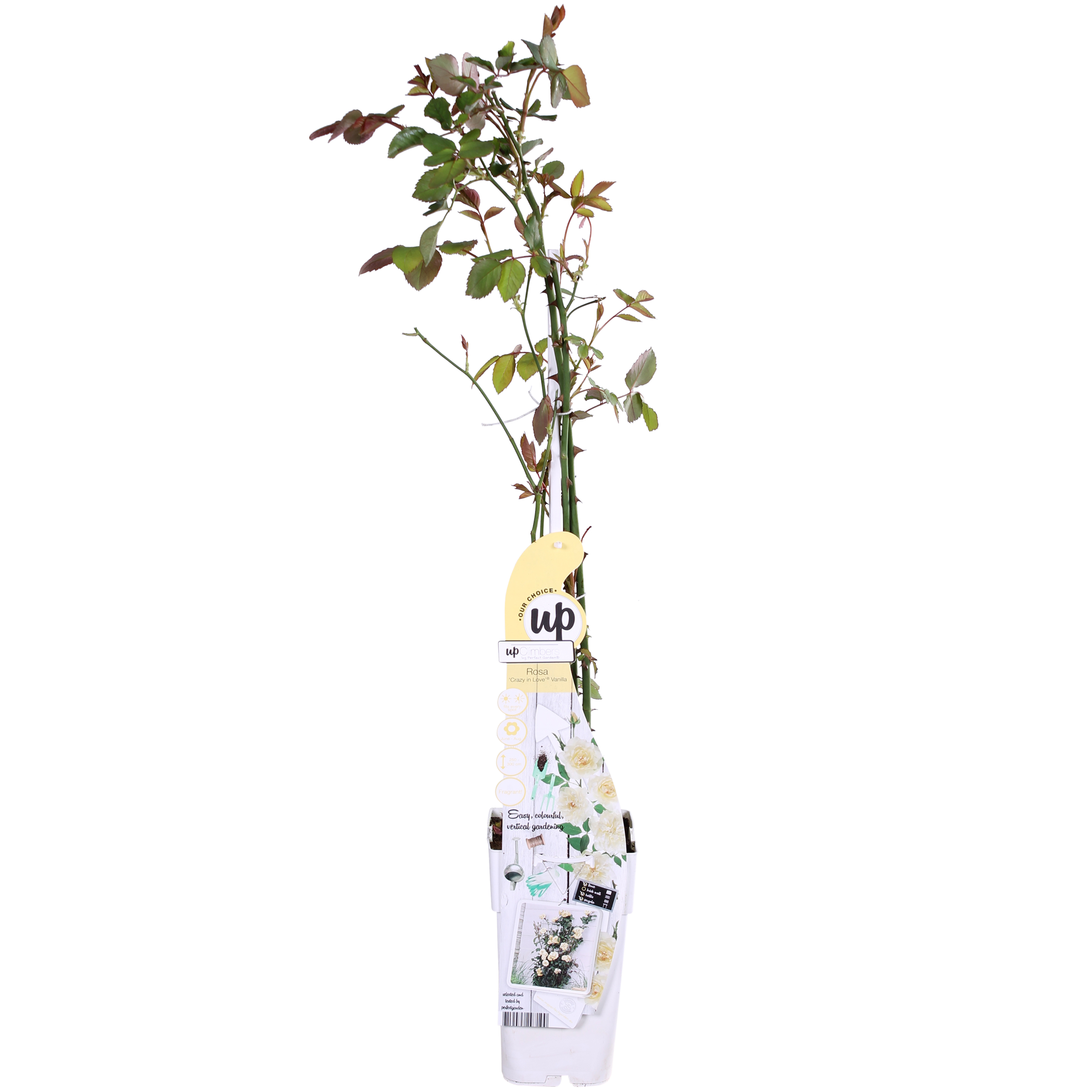 Hoogeveen 3x - Rosa Crazy in love 'Vanilla' - ↨65cm - Ø15 (8720955321211)