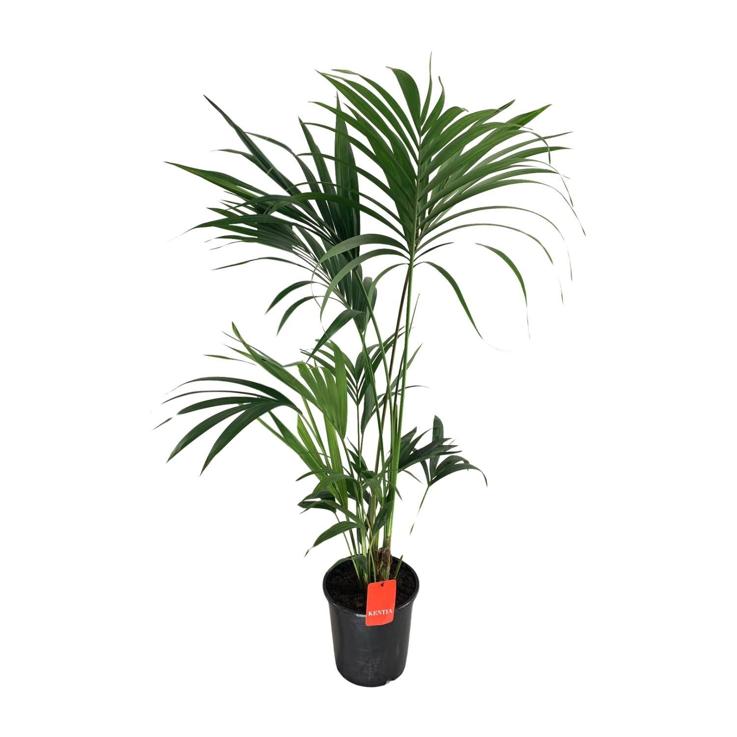 Howea Forsteriana (18061)