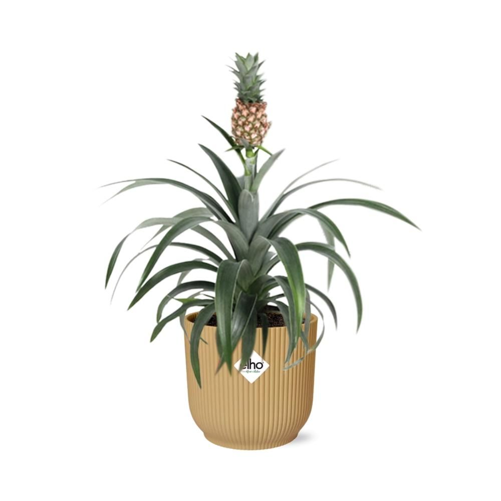 Ananas Mi Amigo in ELHO Vibes Fold 14cm geel (21695)