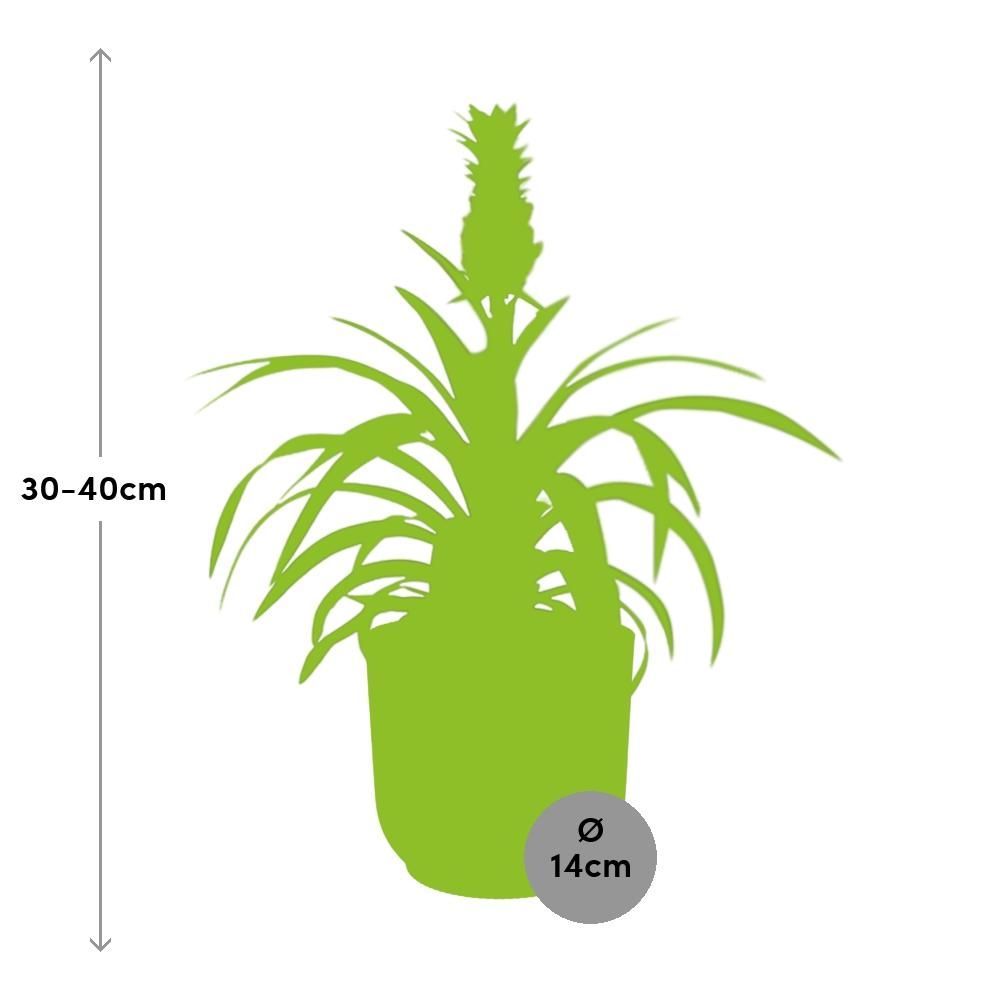 Ananas Mi Amigo in ELHO Vibes Fold 14cm geel (21695)