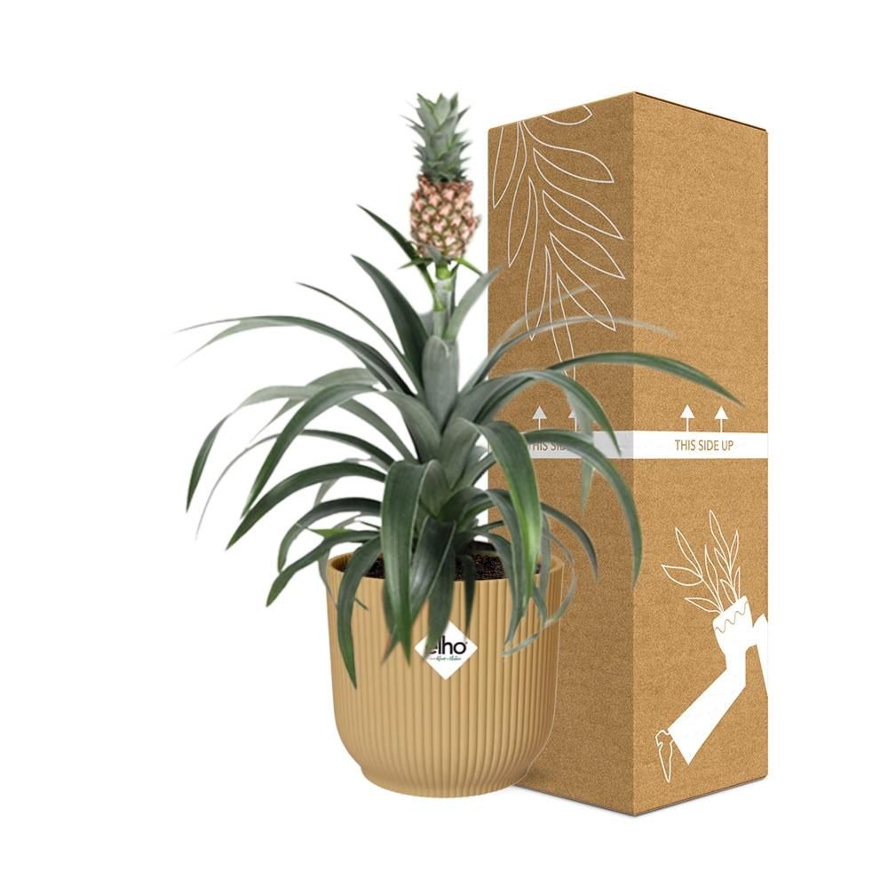 Ananas Mi Amigo in ELHO Vibes Fold 14cm geel (21695)