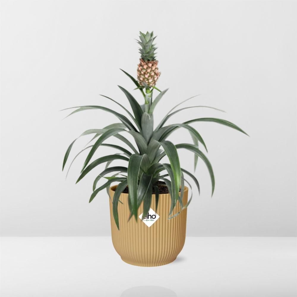 Ananas Mi Amigo in ELHO Vibes Fold 14cm geel (21695)