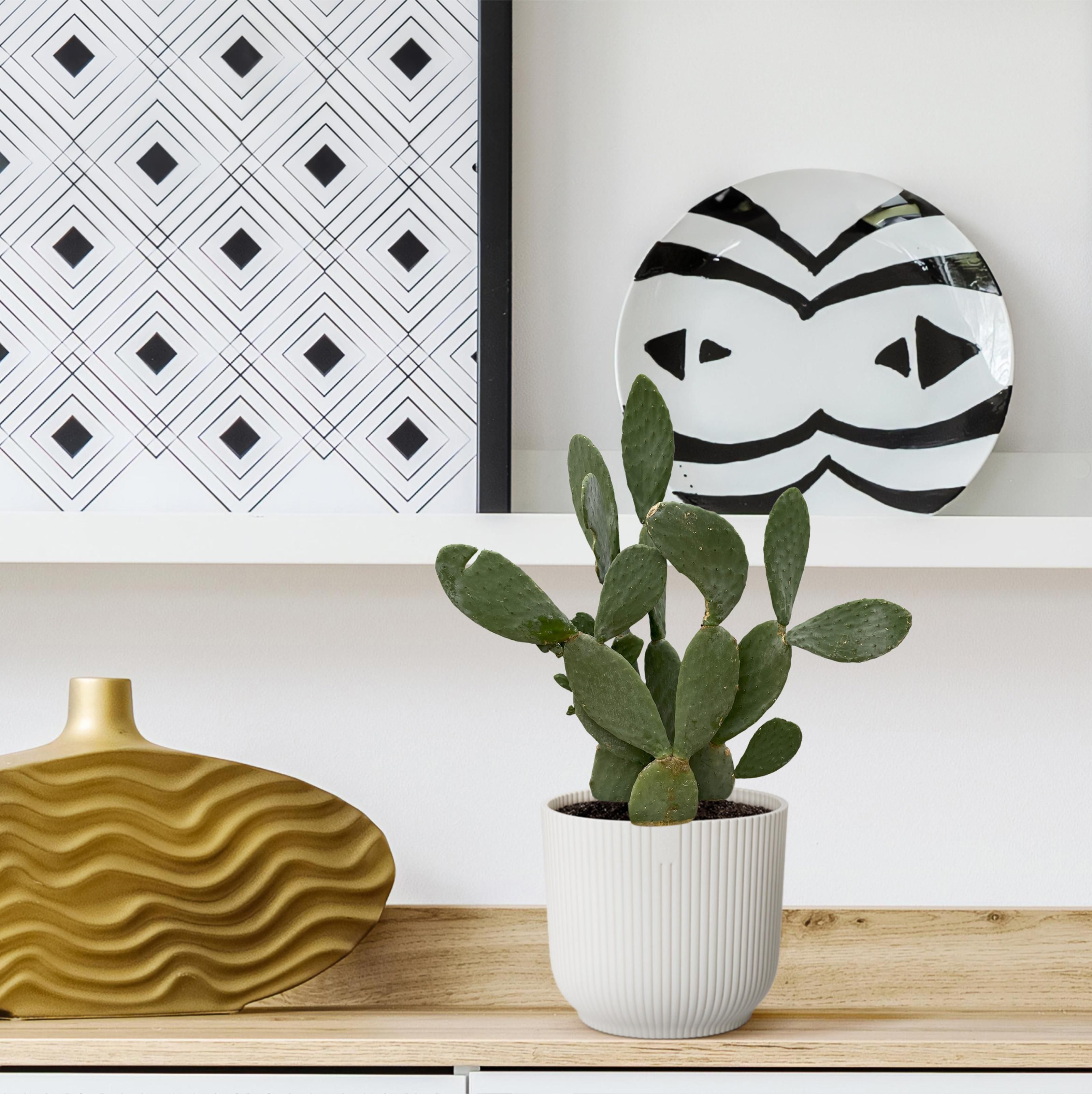 Cactus Opuntia - 120cm Ø38cm (8721081685604)