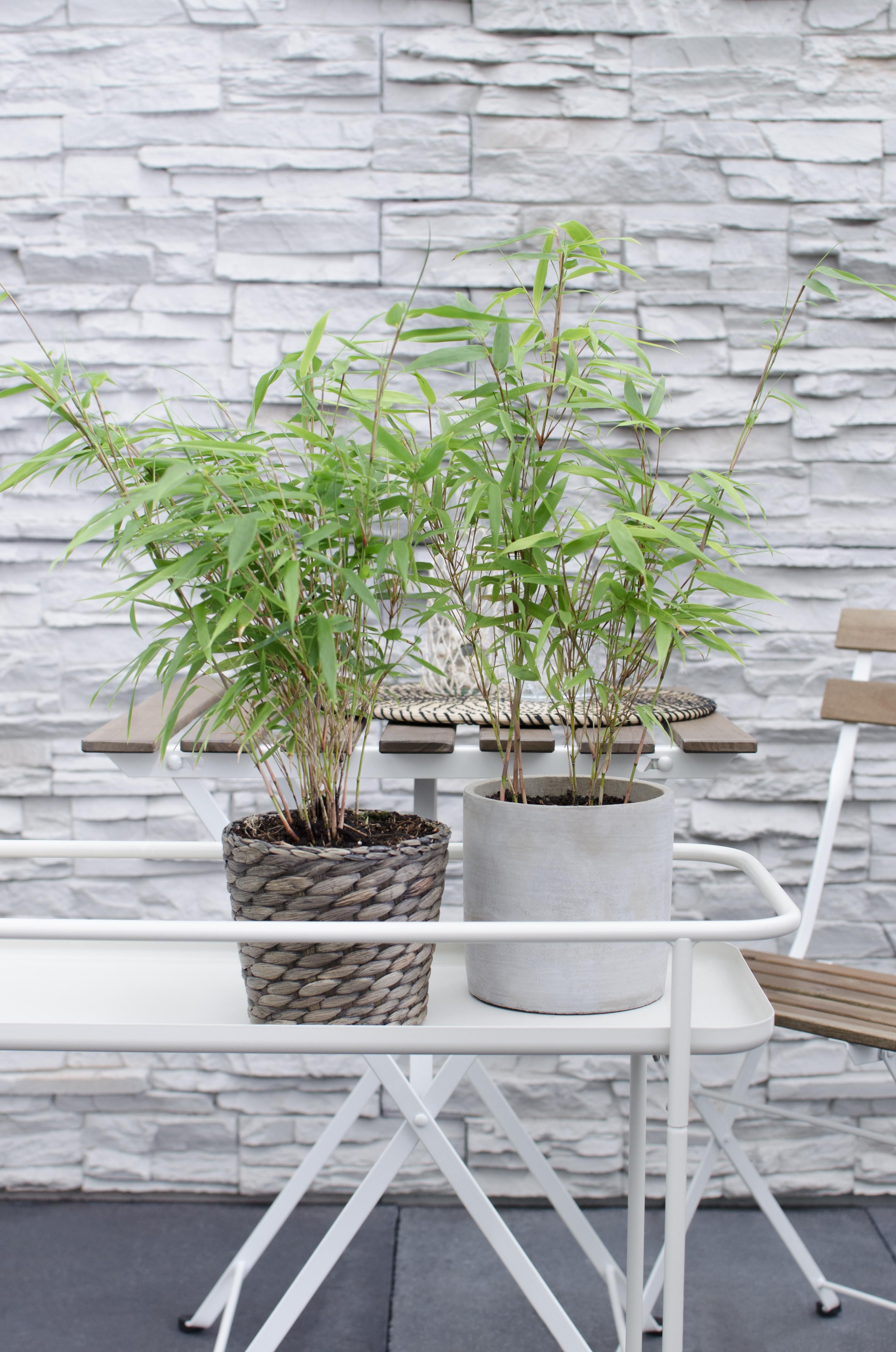 Hoogeveen 4x Fargesia rufa - ↨40cm - Ø14 (8720955320344)