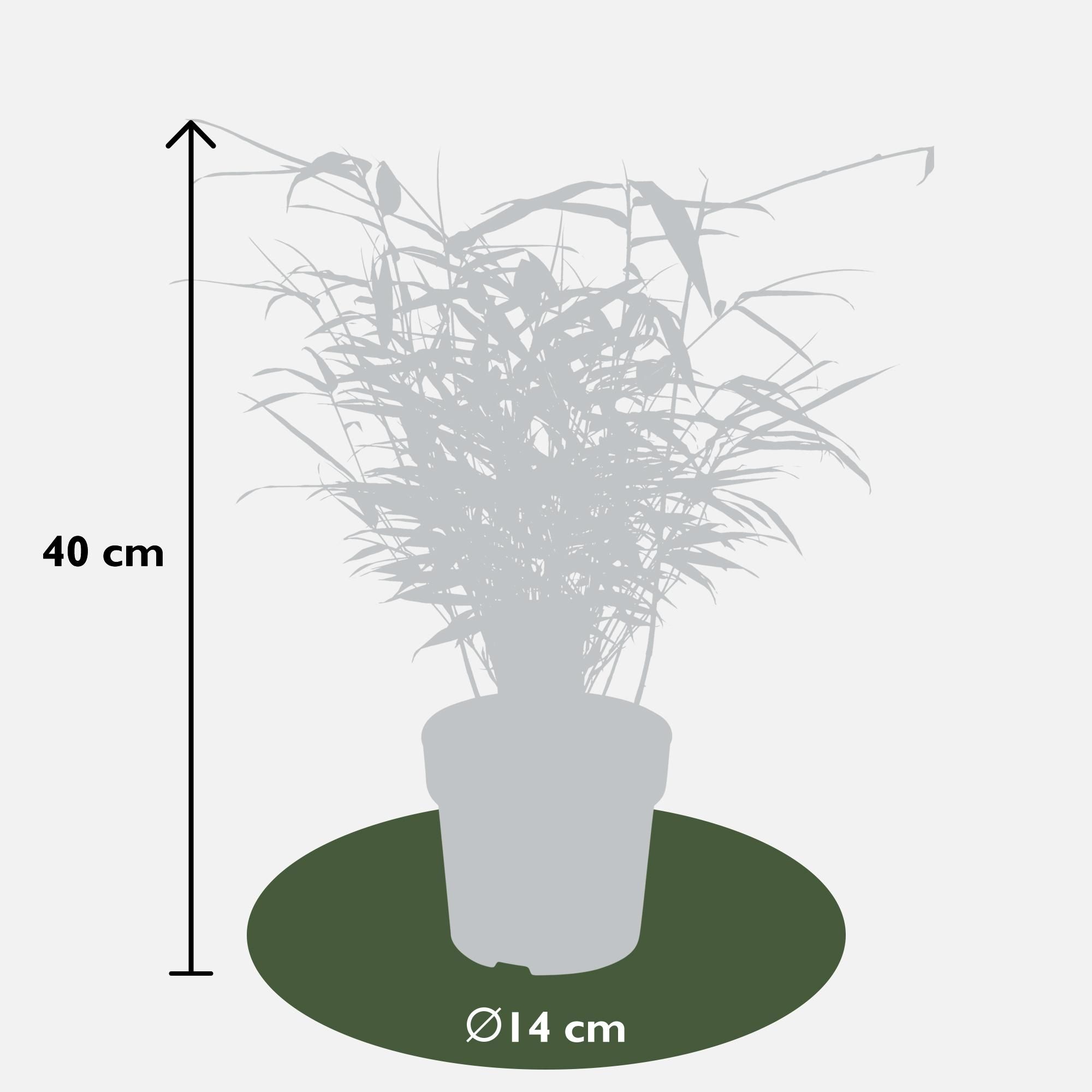 Hoogeveen 4x Fargesia rufa - ↨40cm - Ø14 (8720955320344)