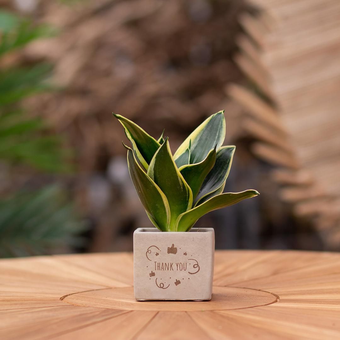 Congreet plantpots + Sansevieria | Thank you (8721225131479)