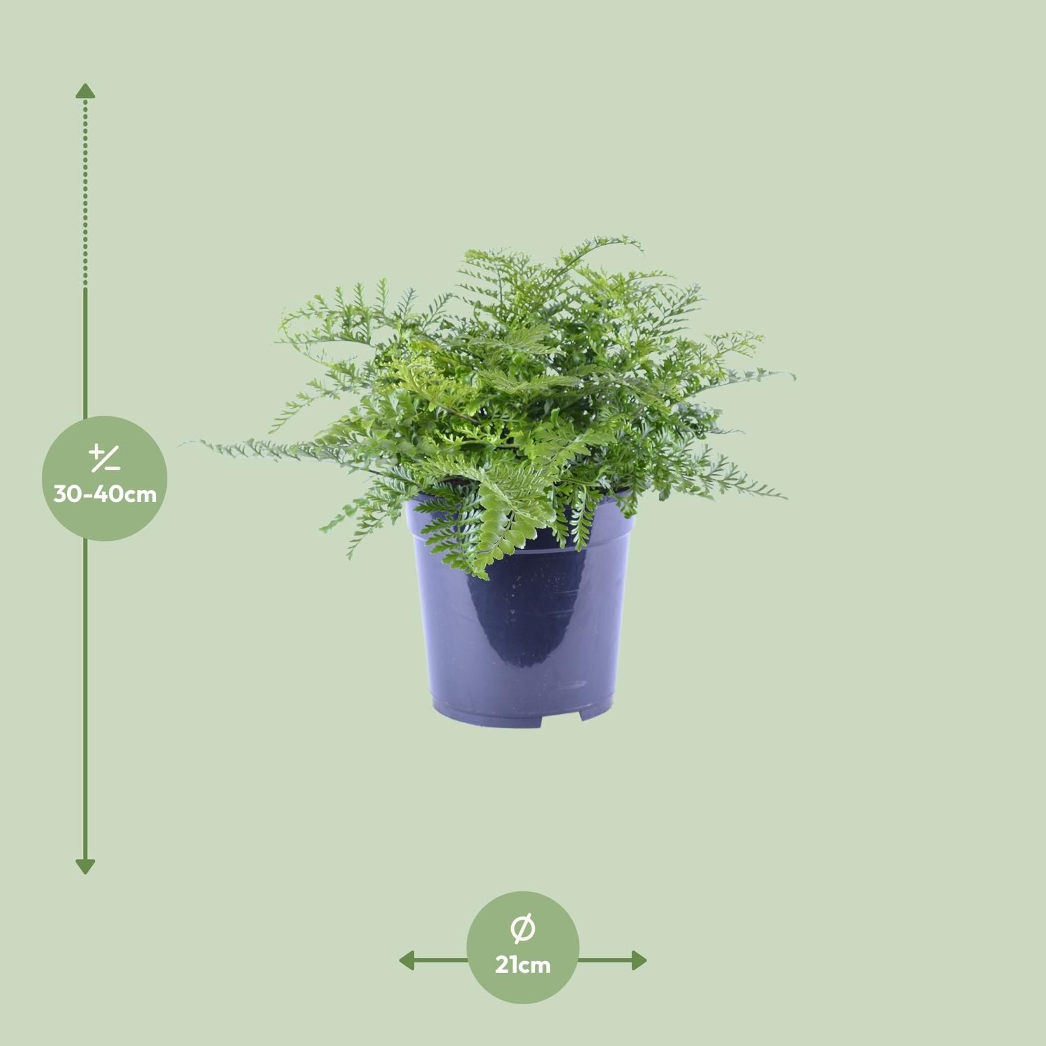 Asplenium Parvati (12634)