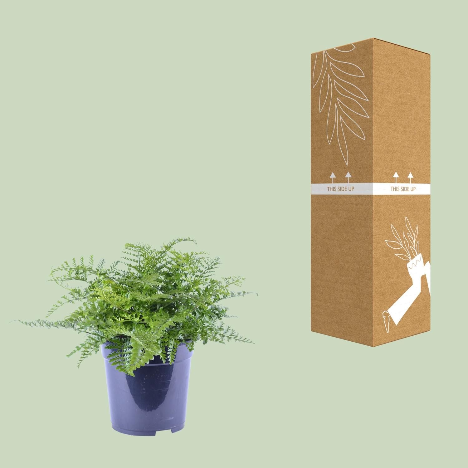 Asplenium Parvati (12634)