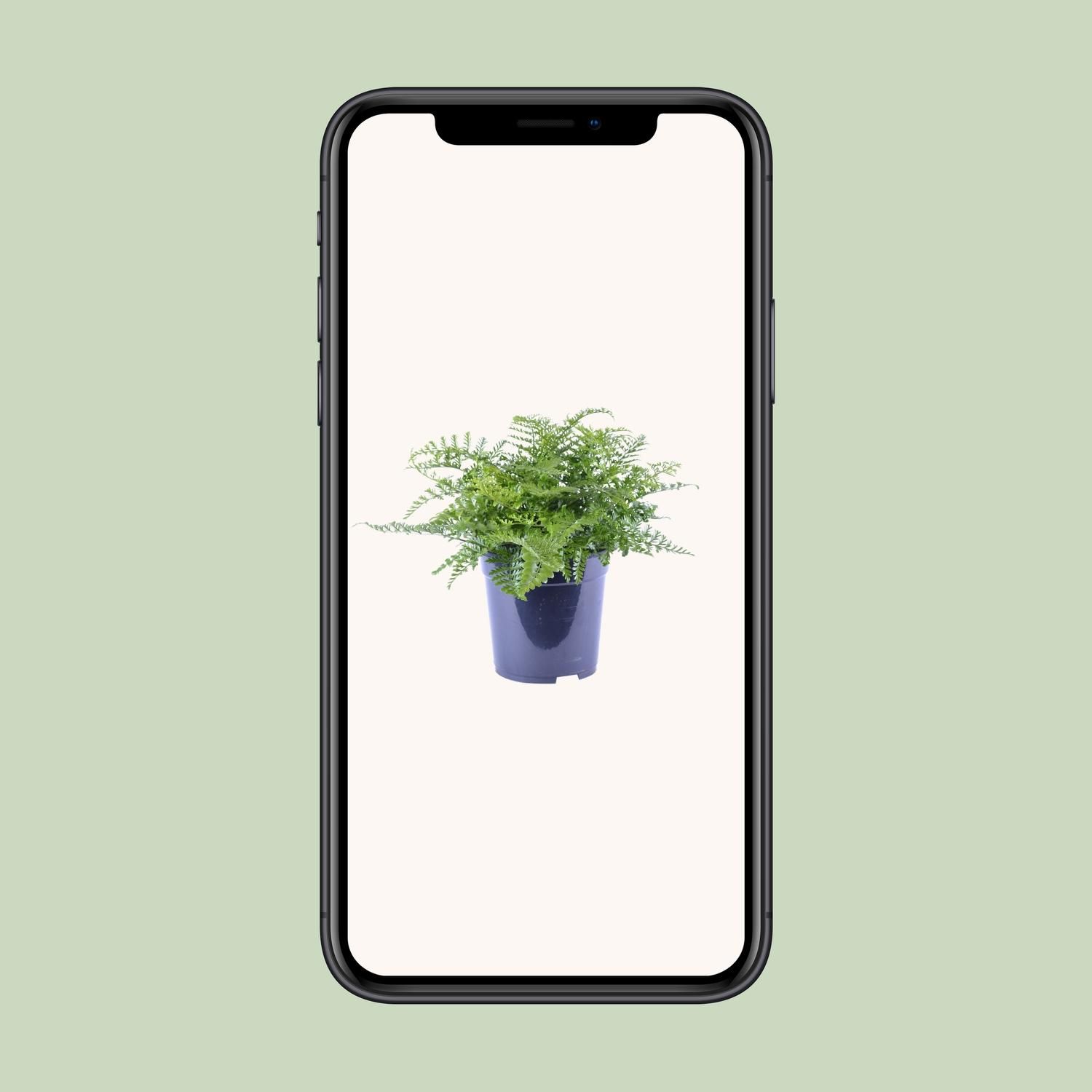 Asplenium Parvati (12634)