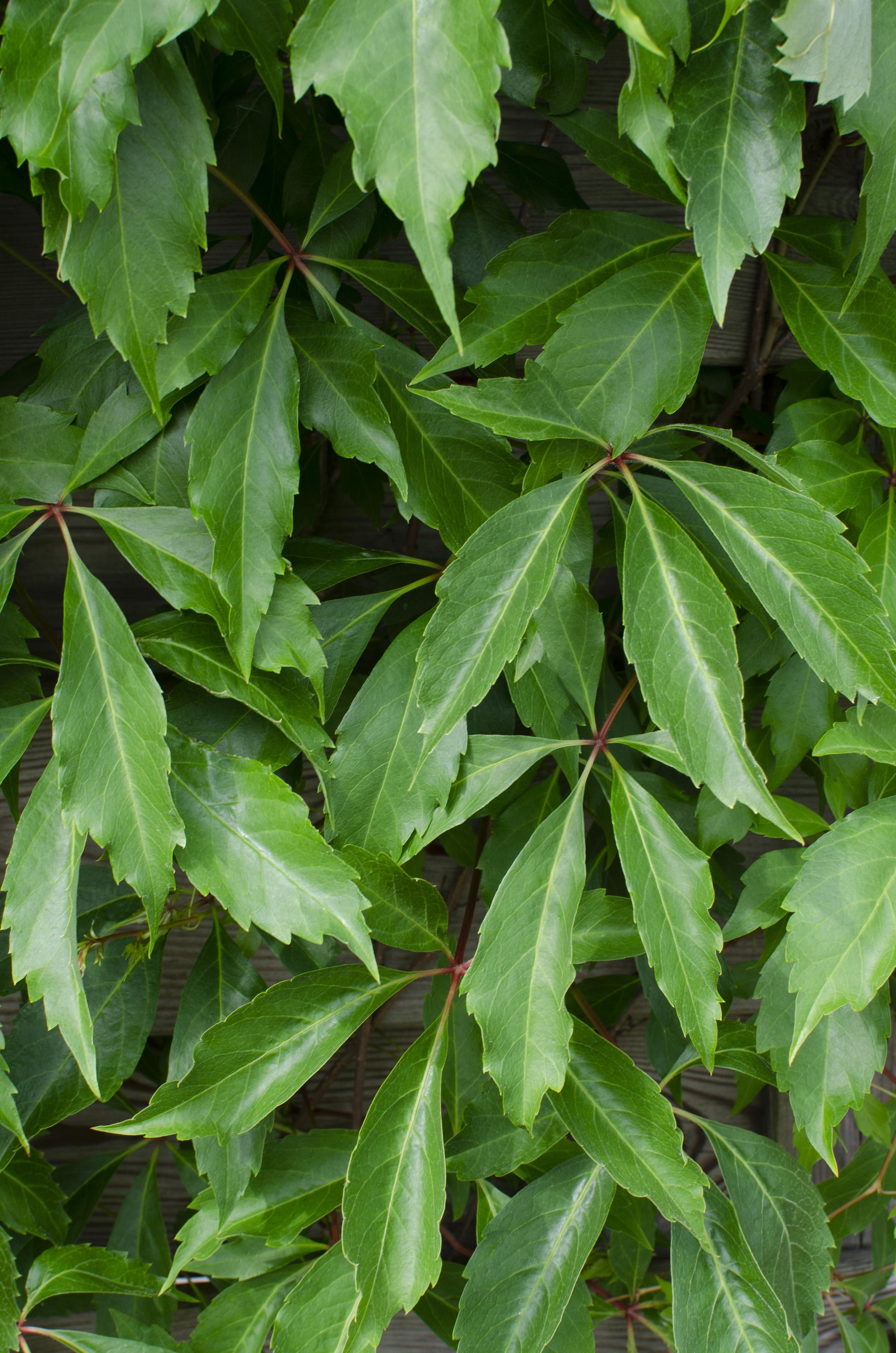 Hoogeveen 3x - Parthenocissus q. var. 'Engelmannii' - ↨65cm - Ø15 (8720955320658)
