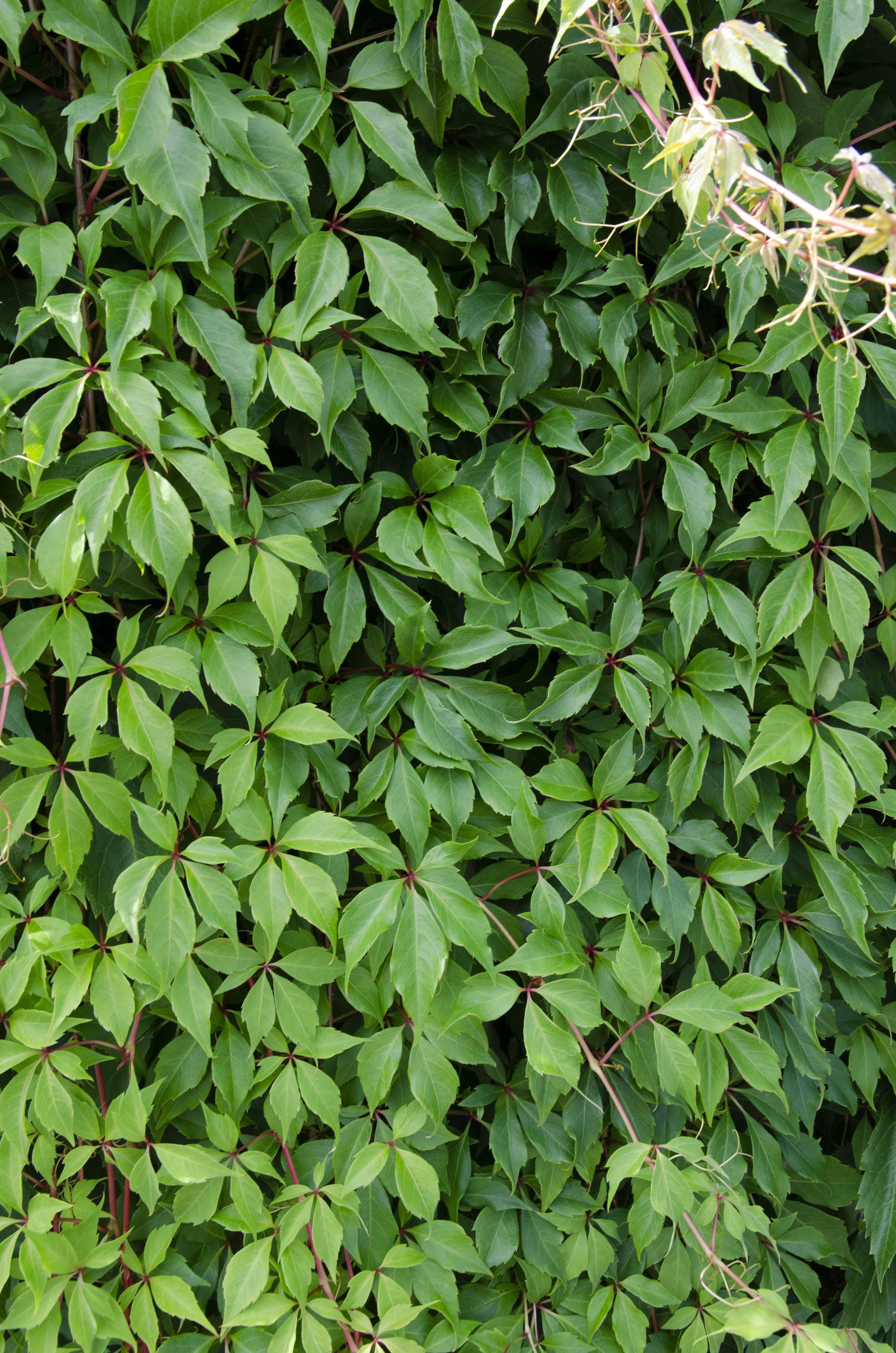 Hoogeveen 3x - Parthenocissus q. var. 'Engelmannii' - ↨65cm - Ø15 (8720955320658)