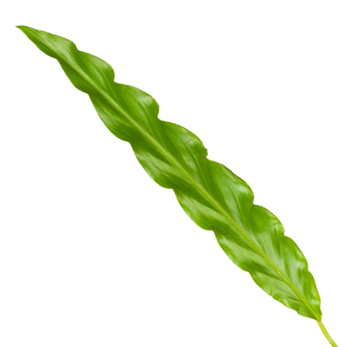 Calathea Bluegrass - 35 cm - Ø12cm (8721081685673)