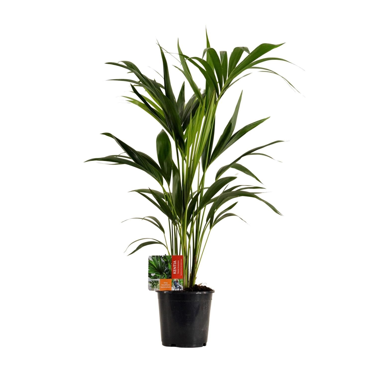 Howea Forsteriana (18059)