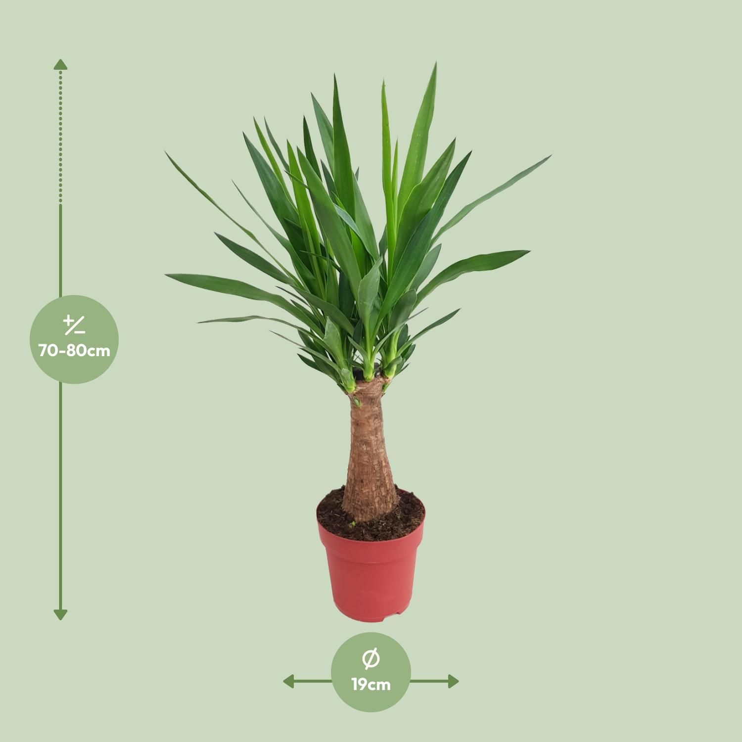 Yucca "Maya Tree" 30stam P19 (25322)