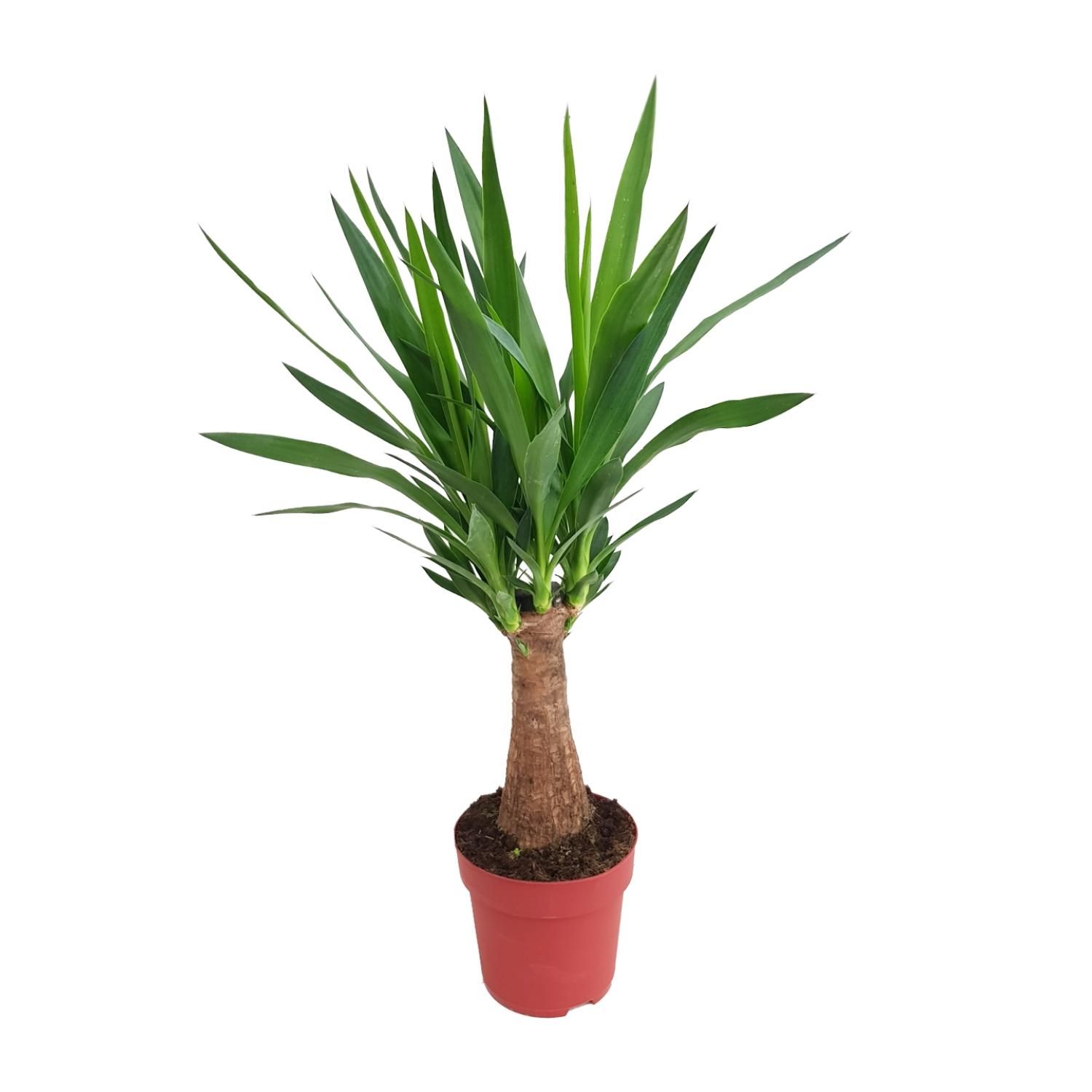 Yucca "Maya Tree" 30stam P19 (25322)