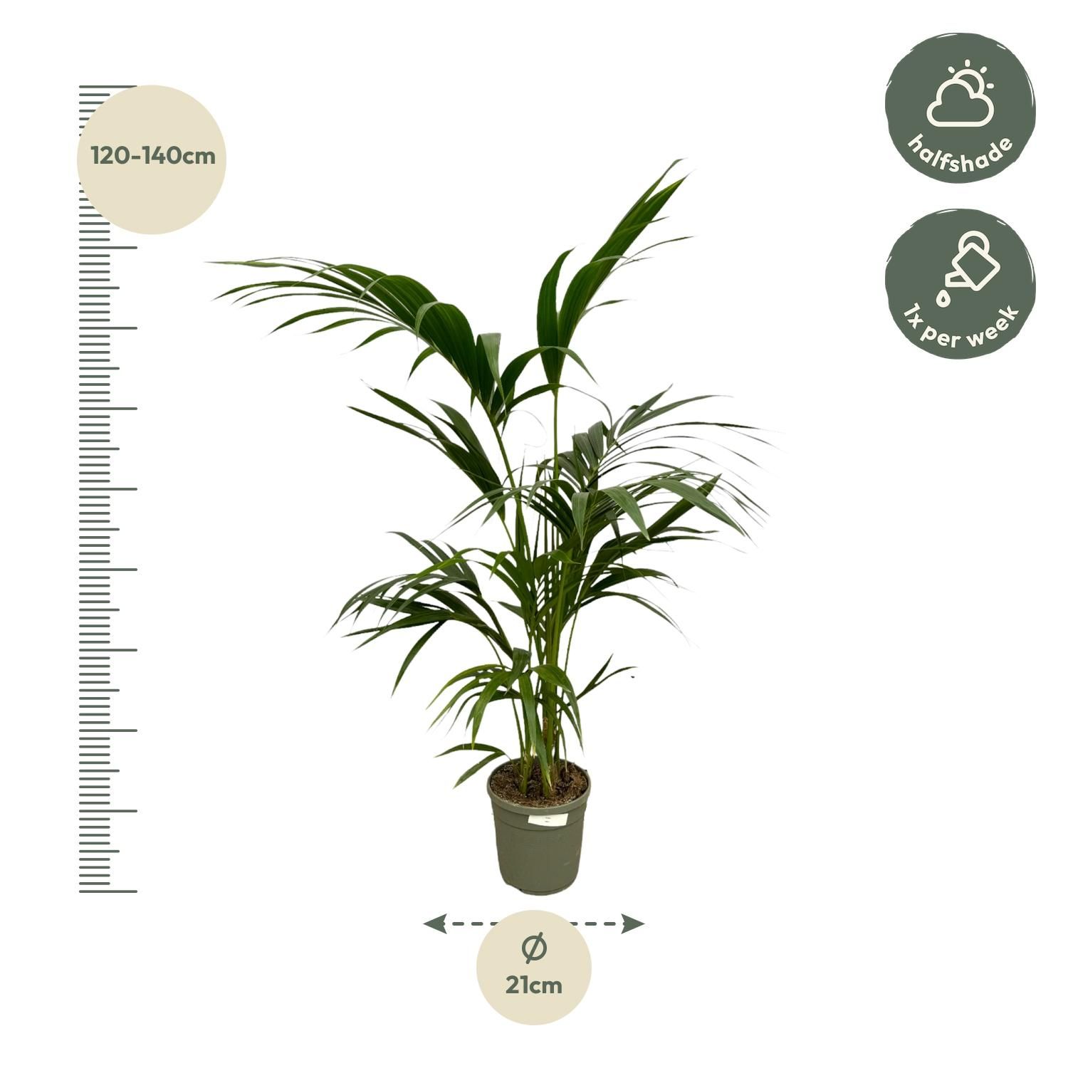 Kentia Palm - 130 cm - Ø21cm (8721081685628)
