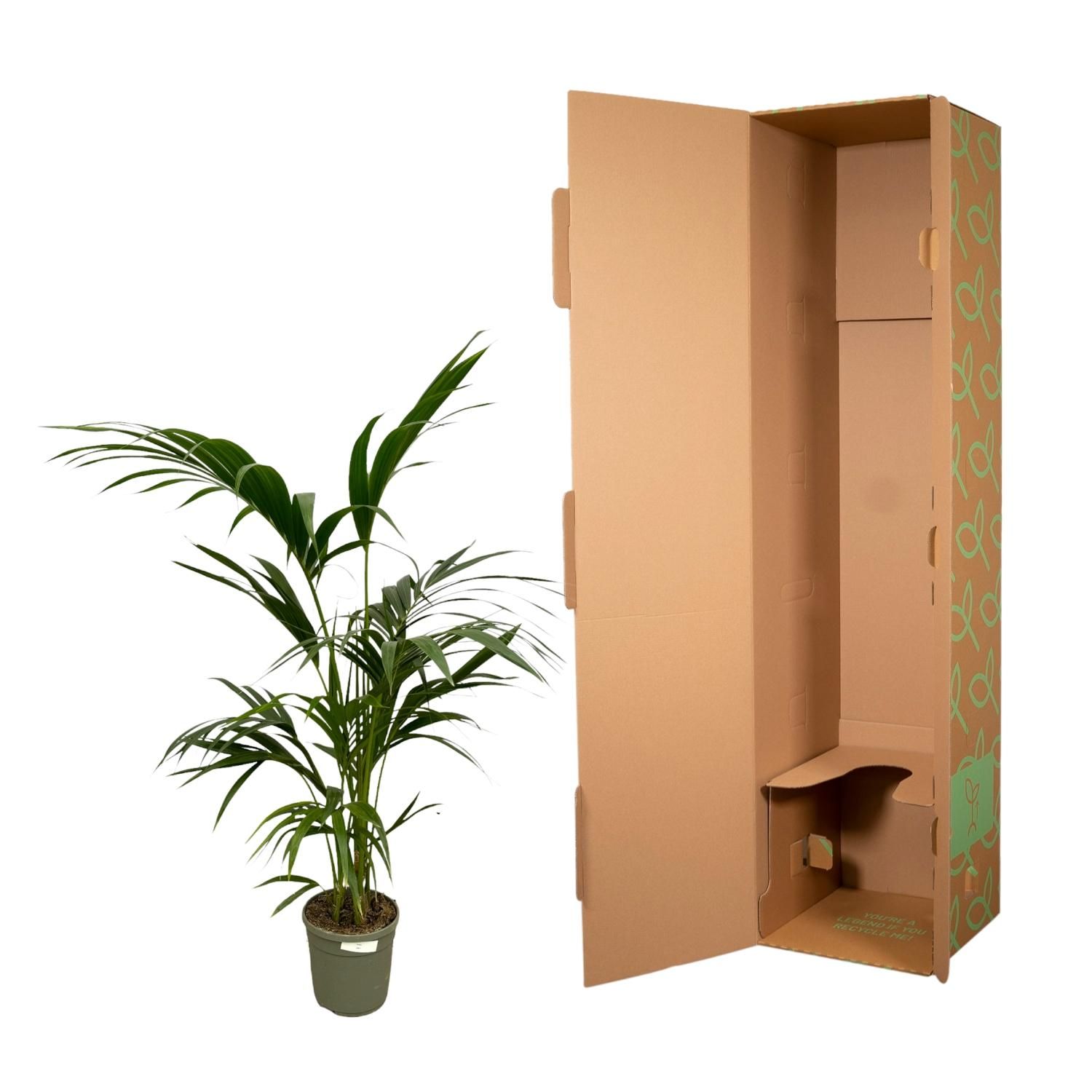 Kentia Palm - 130 cm - Ø21cm (8721081685628)