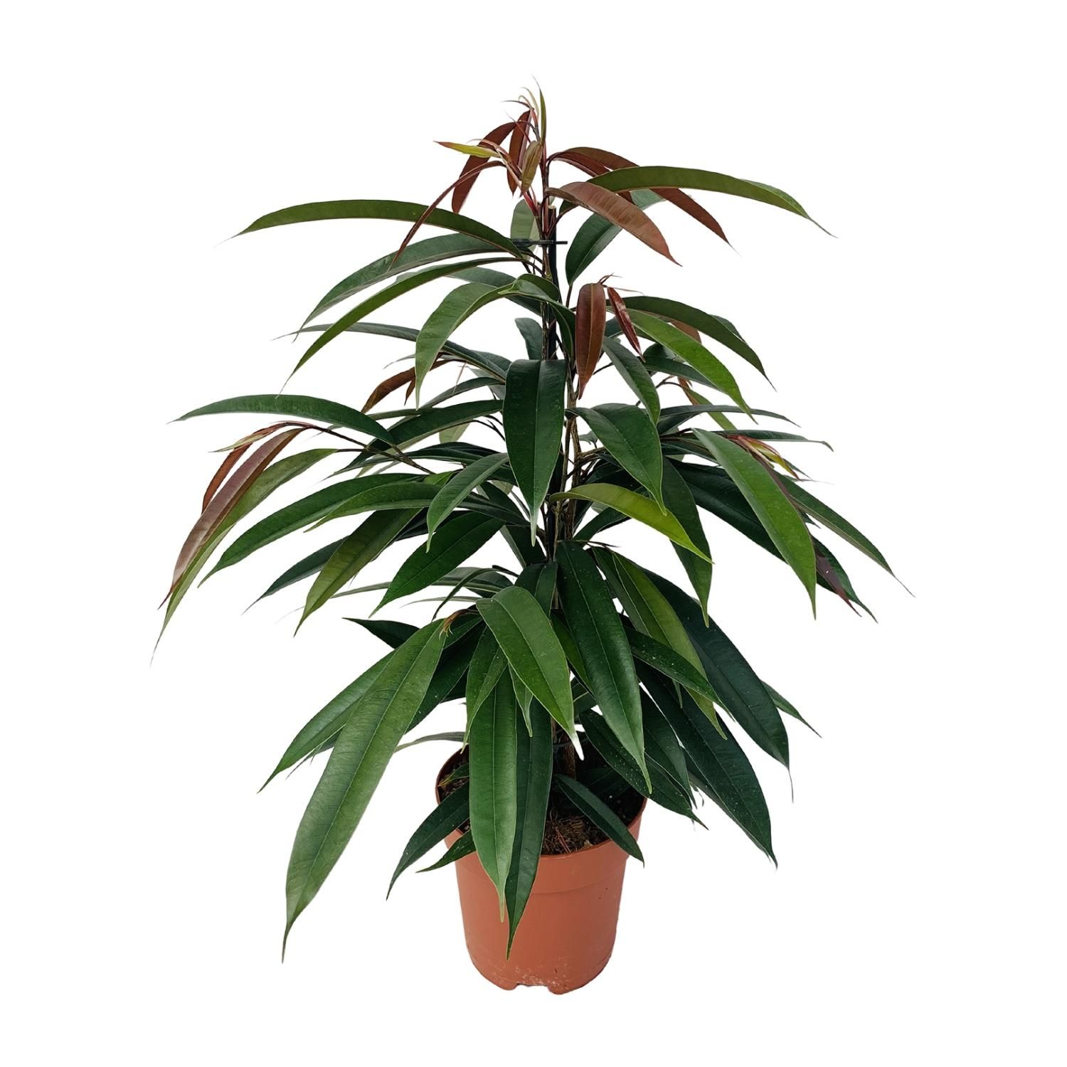 Ficus Binnendijkii 'Amstel King' P17 (29825)