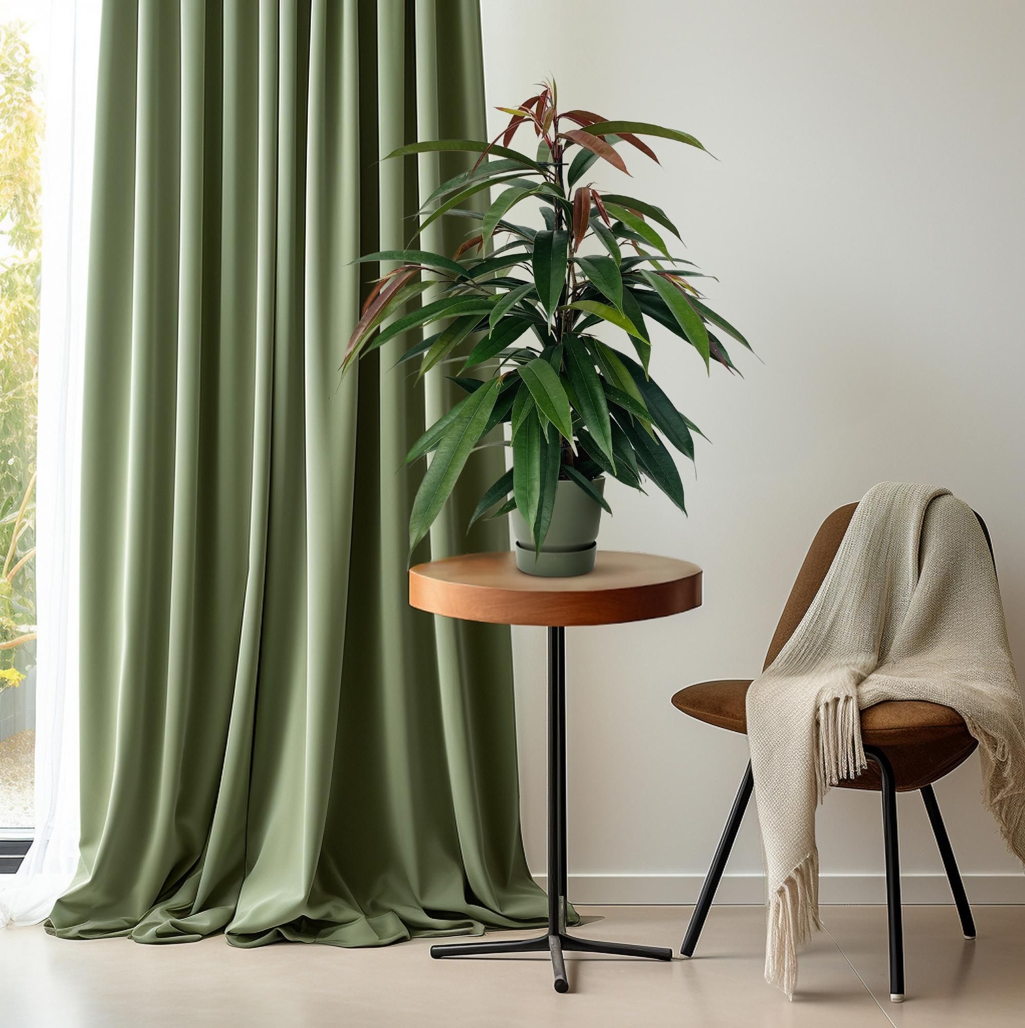 Ficus Binnendijkii 'Amstel King' P17 (29825)