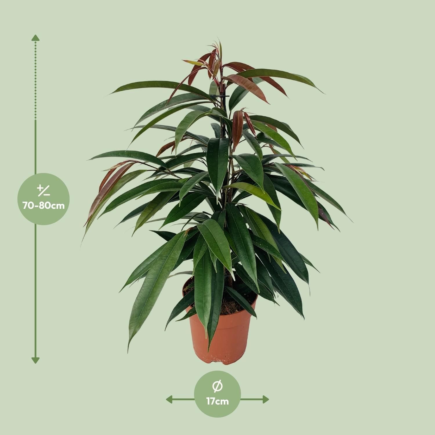 Ficus Binnendijkii 'Amstel King' P17 (29825)
