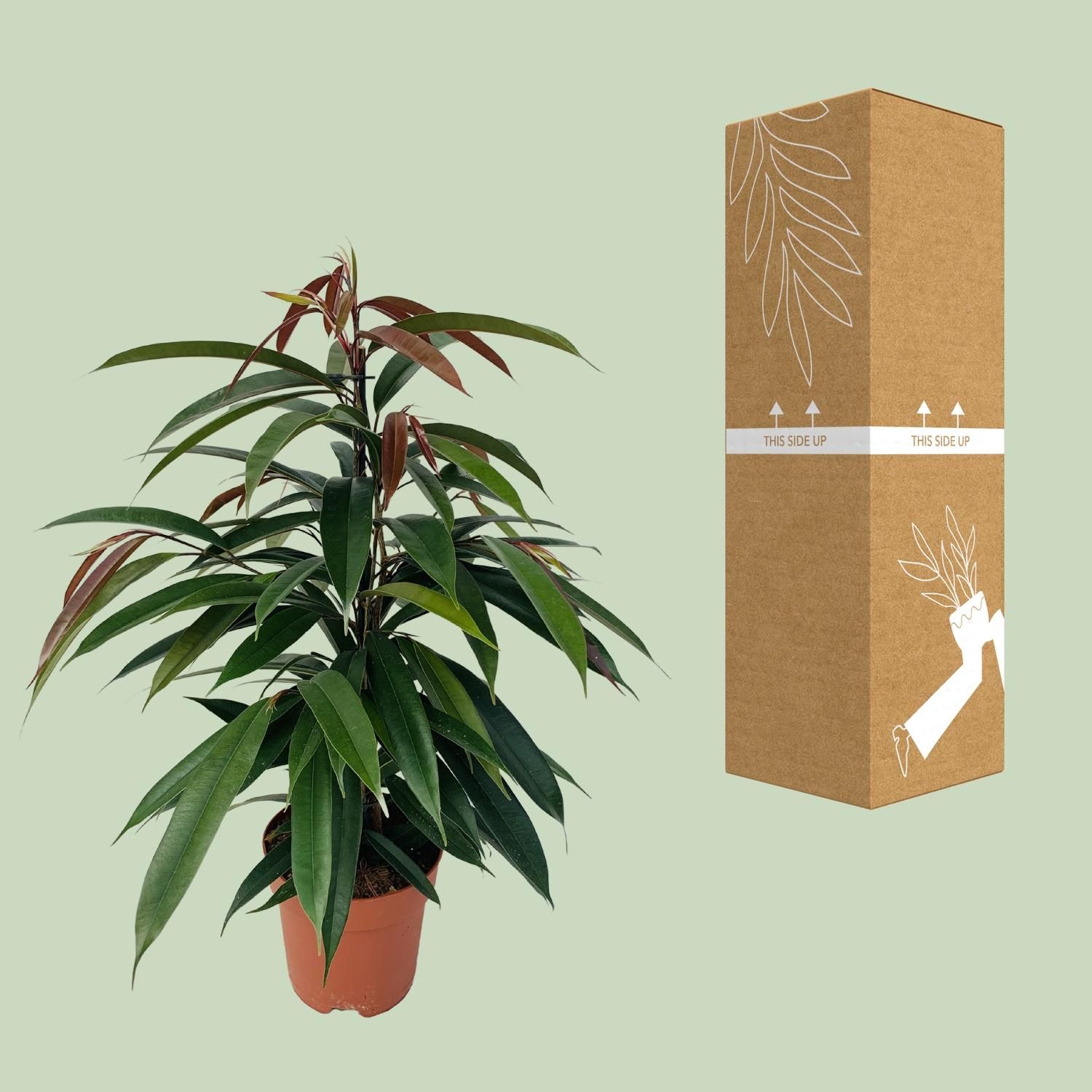 Ficus Binnendijkii 'Amstel King' P17 (29825)