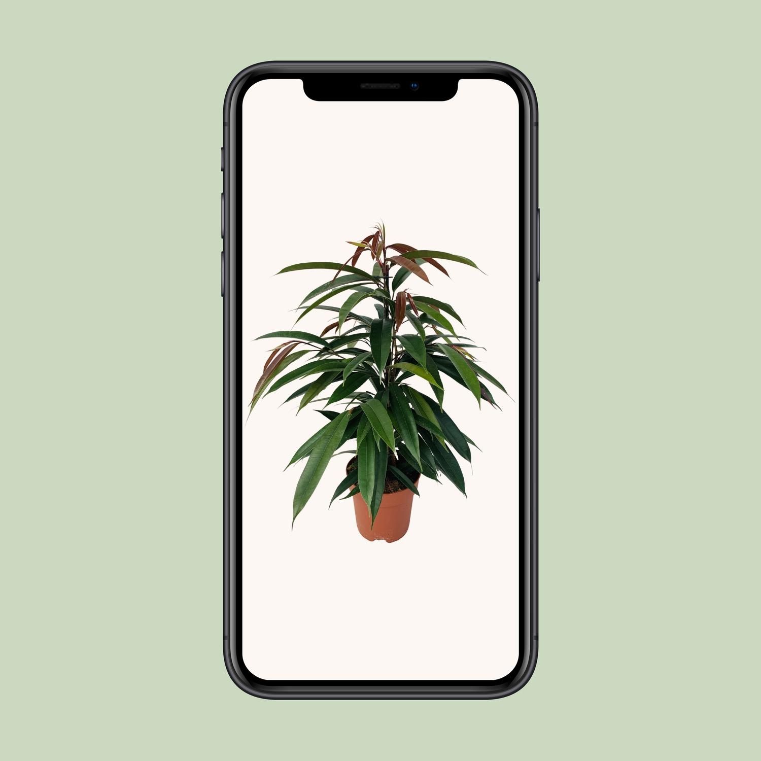 Ficus Binnendijkii 'Amstel King' P17 (29825)