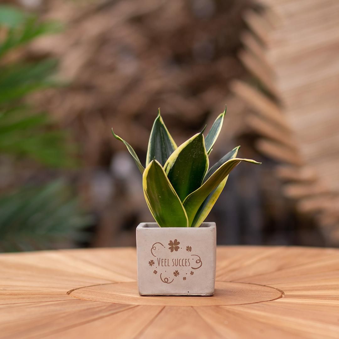 Congreet plantpots + Sansevieria | Veel succes (8721225131370)
