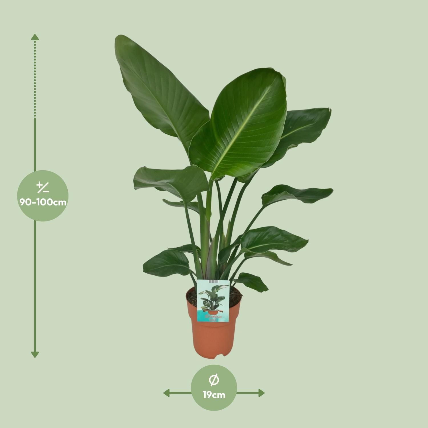 Strelitzia Nicolai - Paradijsvogelplant (8720634284042)