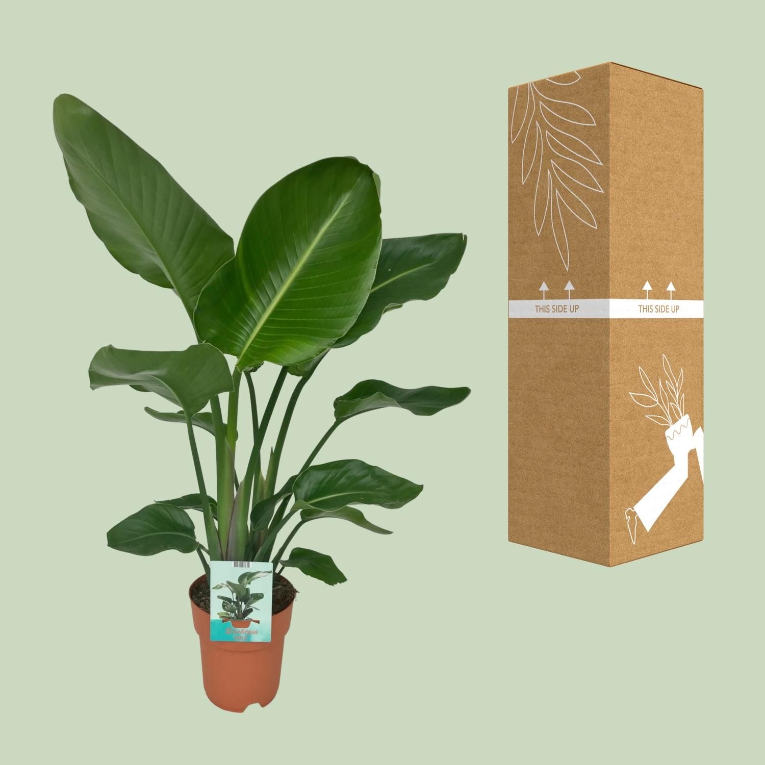 Strelitzia Nicolai - Paradijsvogelplant (8720634284042)