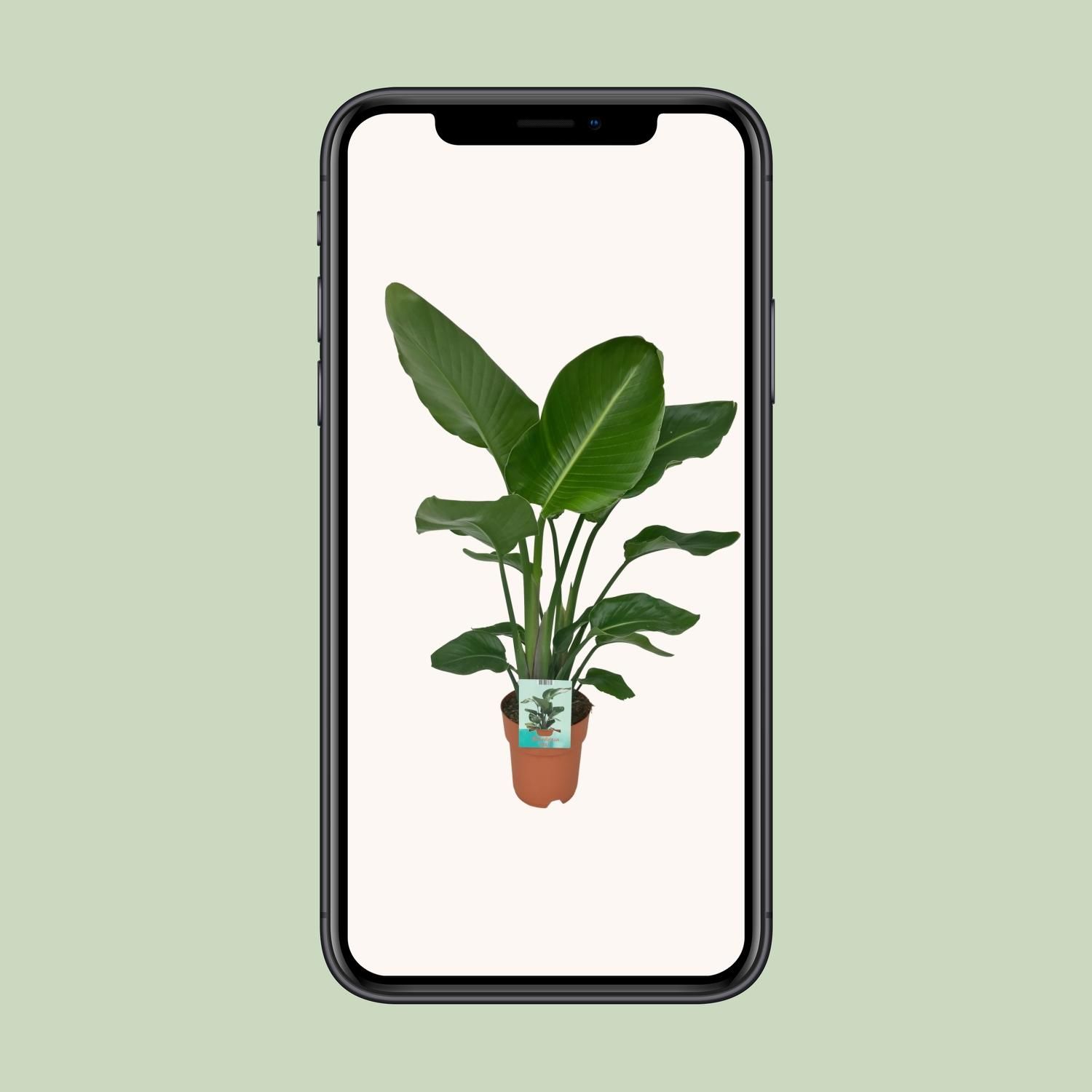 Strelitzia Nicolai - Paradijsvogelplant (8720634284042)