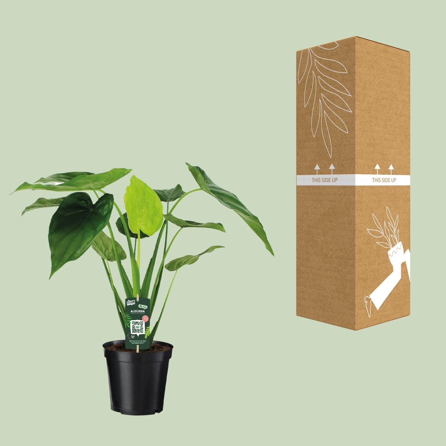 Alocasia Cucullata - Olifantsoor (8720634284110)