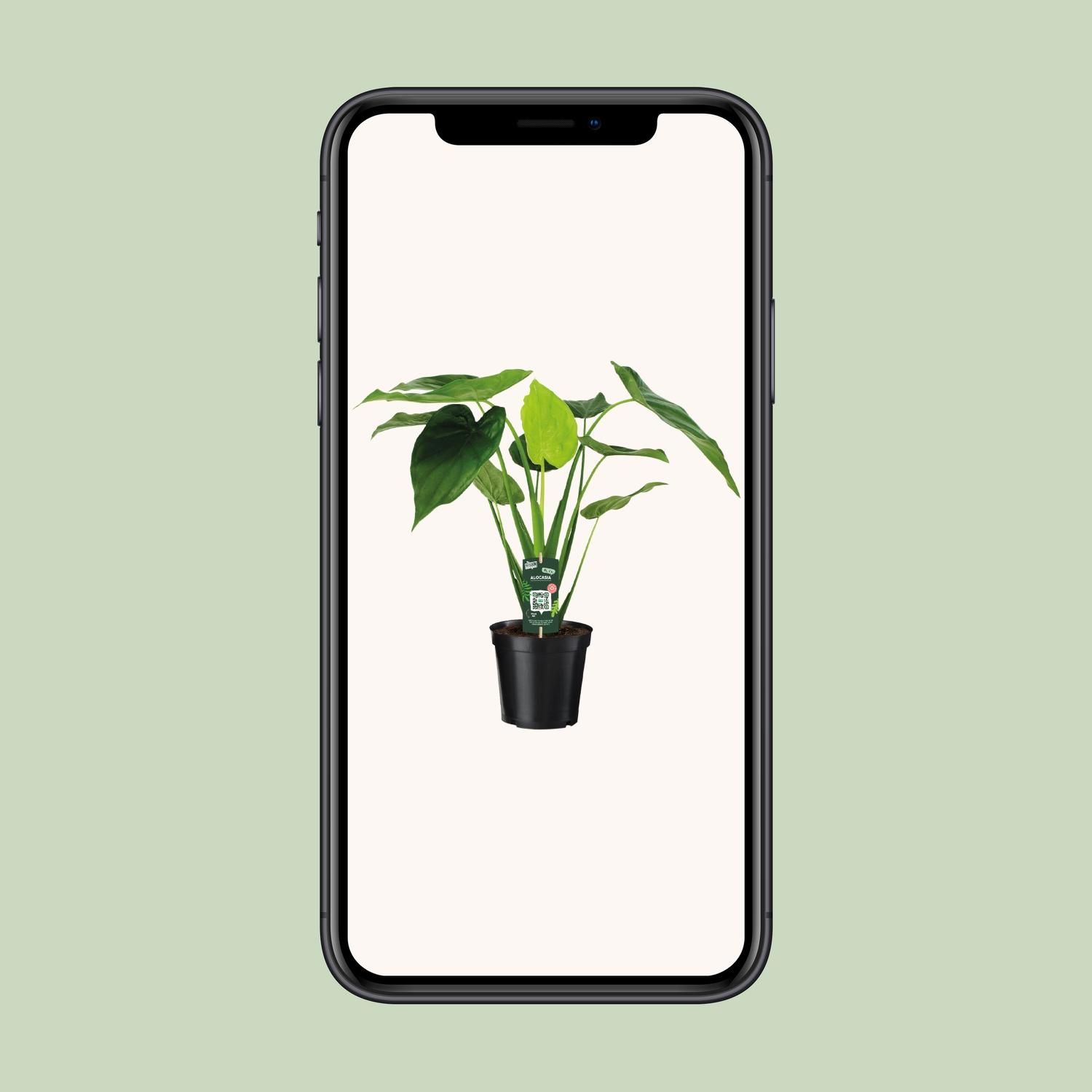 Alocasia Cucullata - Olifantsoor (8720634284110)