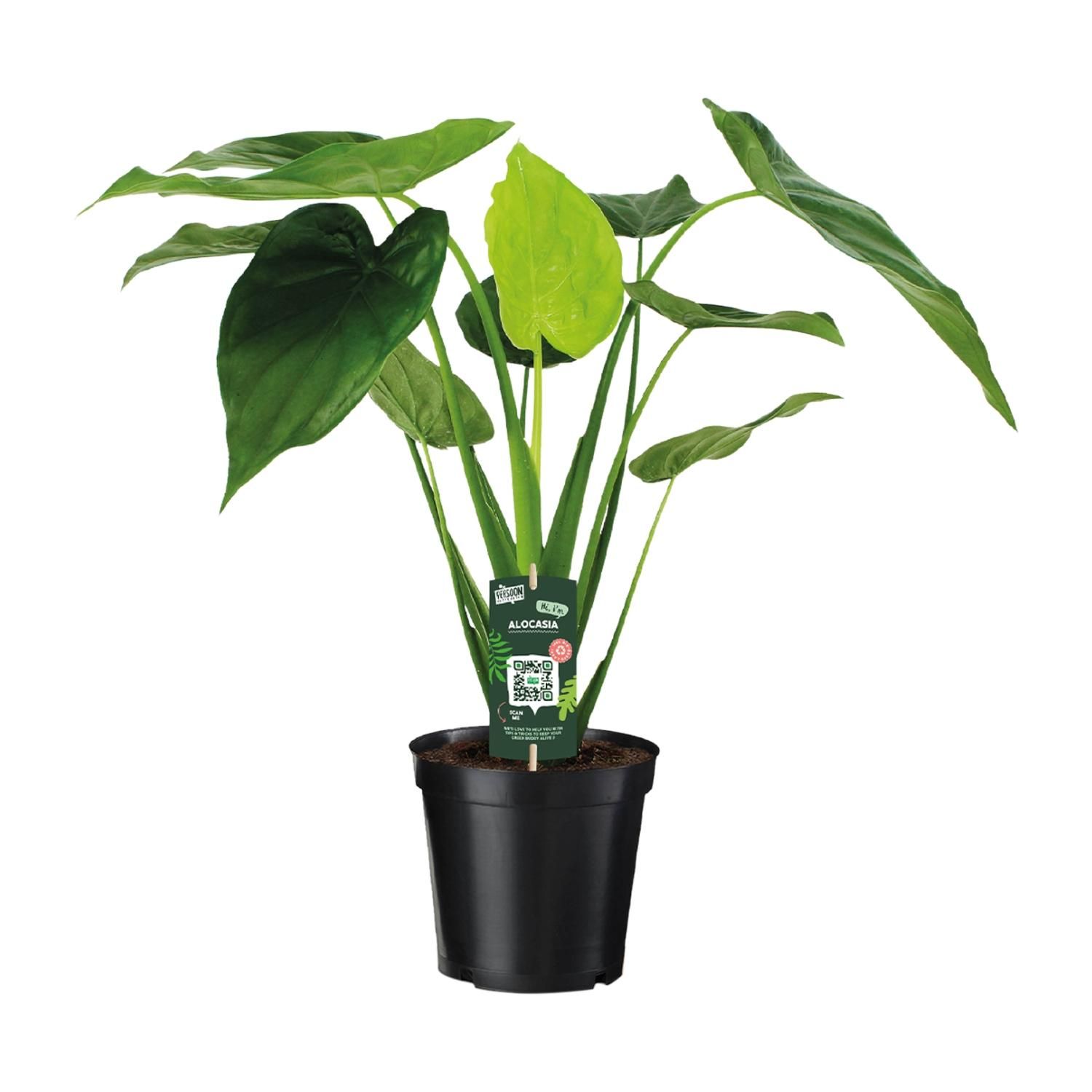 Alocasia Cucullata - Olifantsoor (8720634284110)