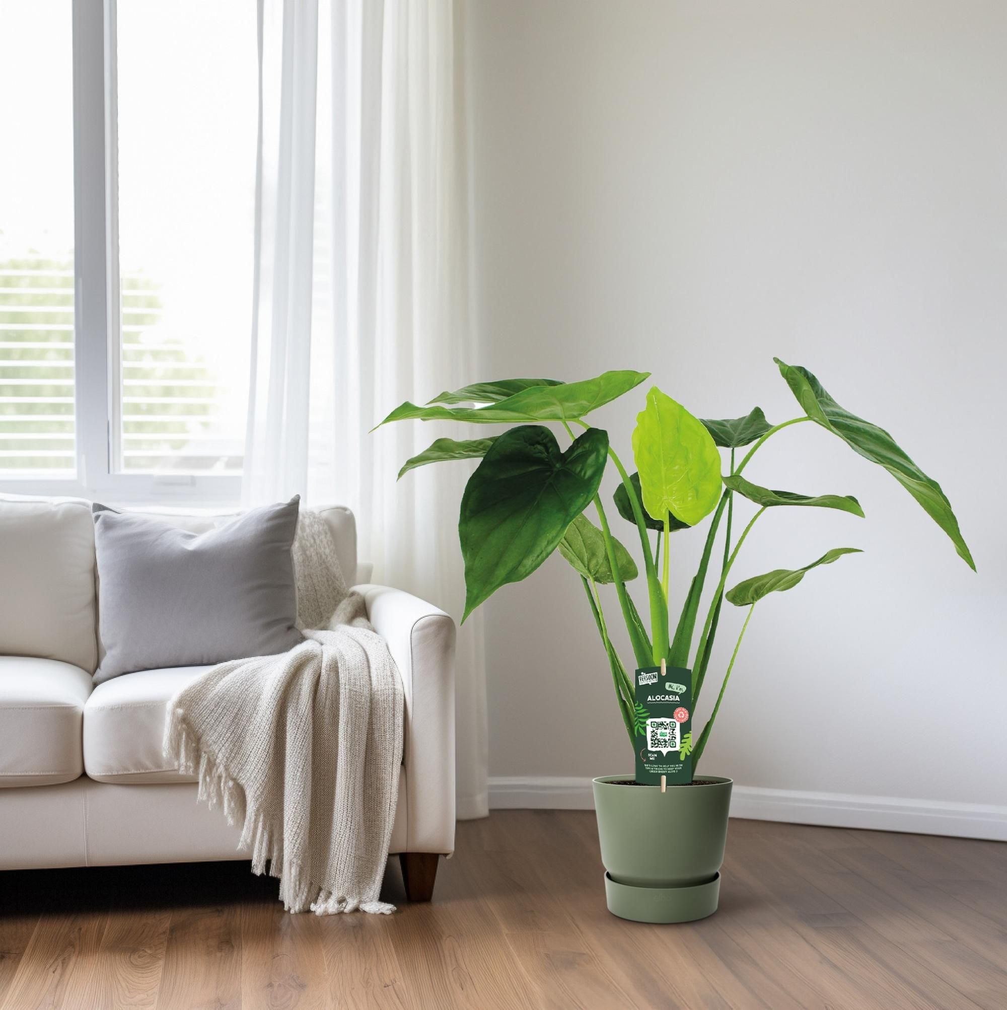 Alocasia Cucullata - Olifantsoor (8720634284110)