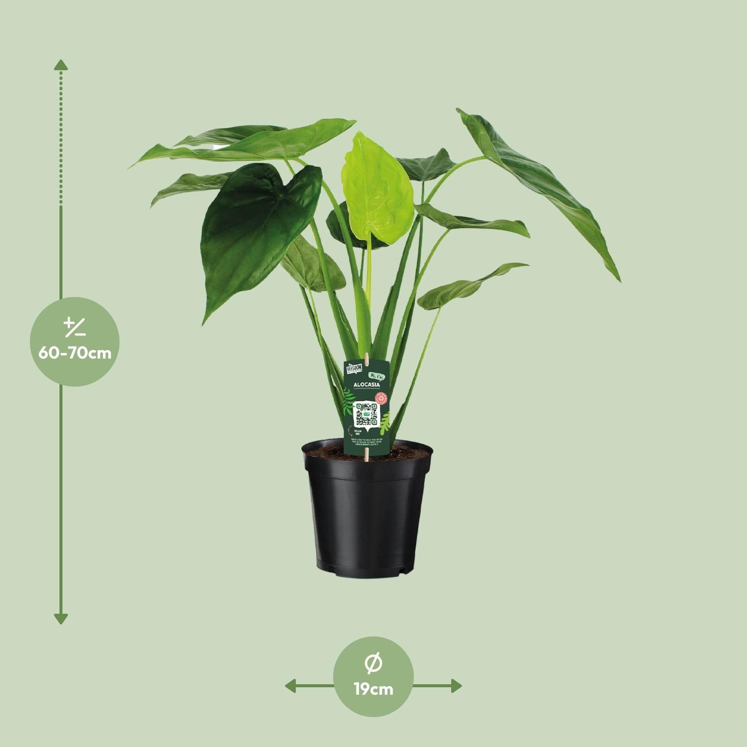Alocasia Cucullata - Olifantsoor (8720634284110)