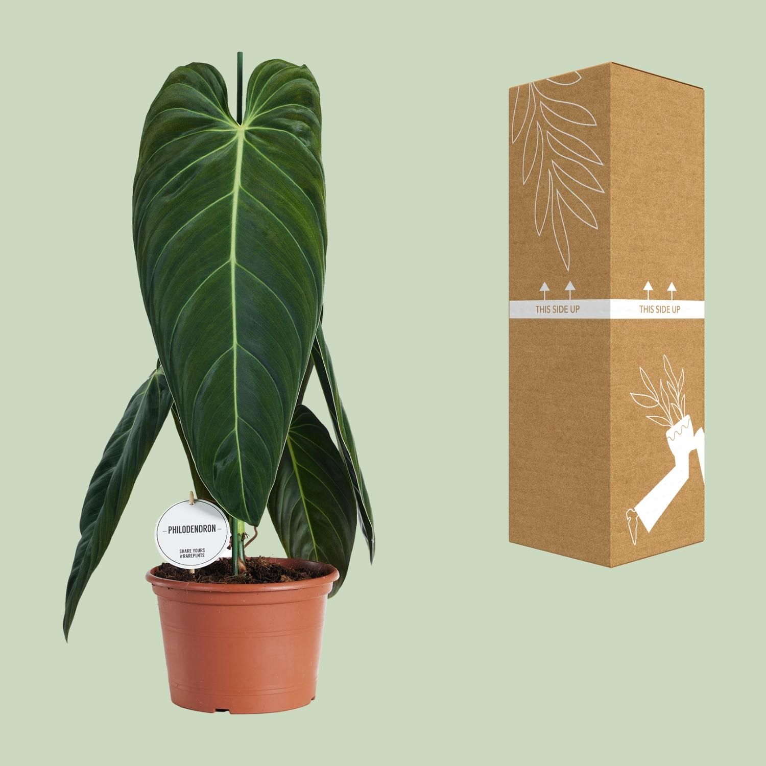 Philodendron Melanochrysum (22583)