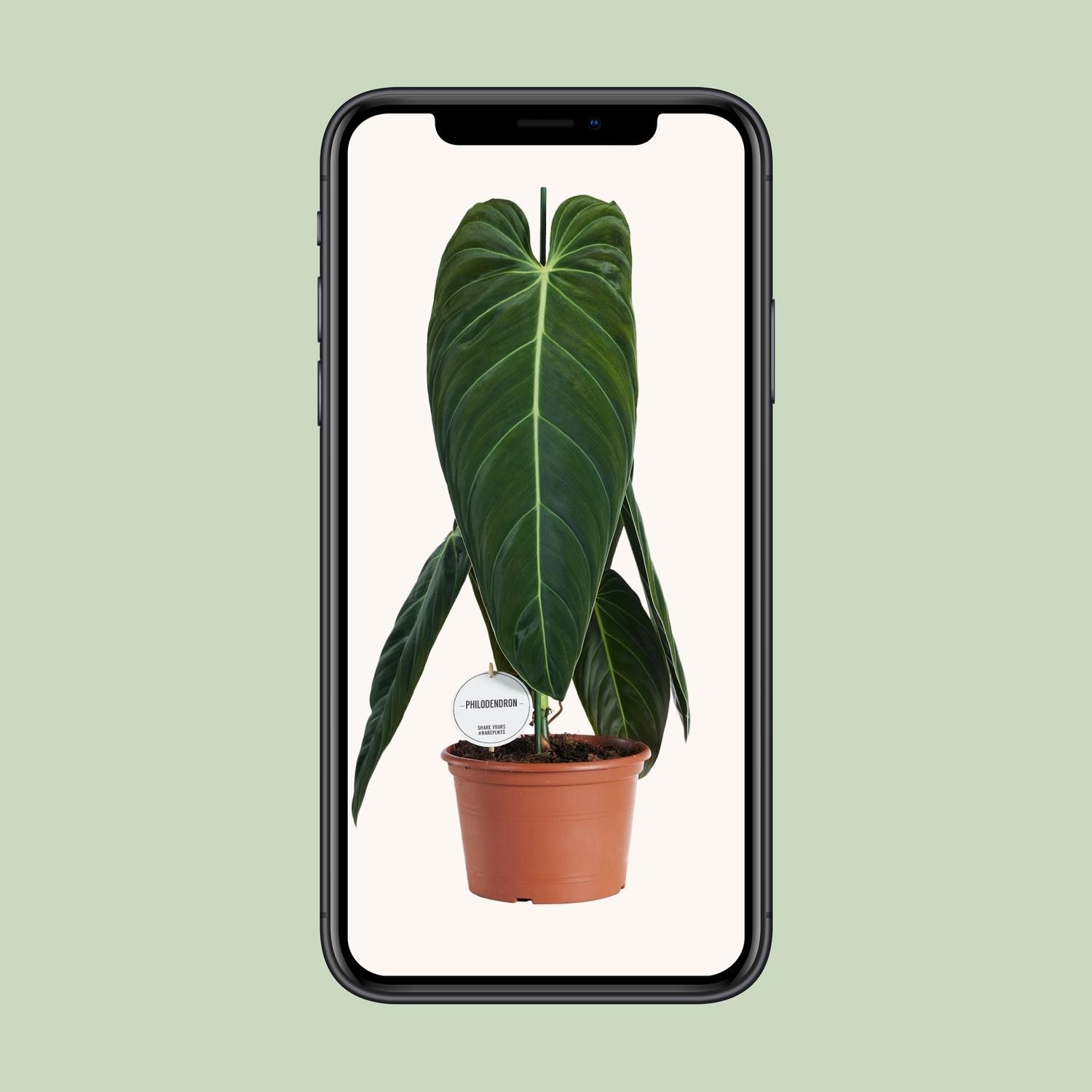 Philodendron Melanochrysum (22583)