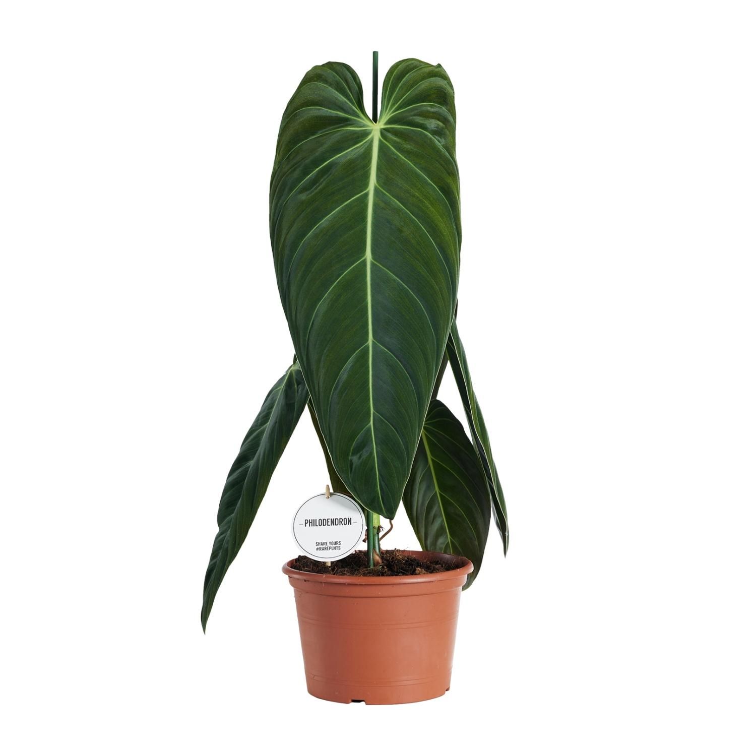 Philodendron Melanochrysum (22583)