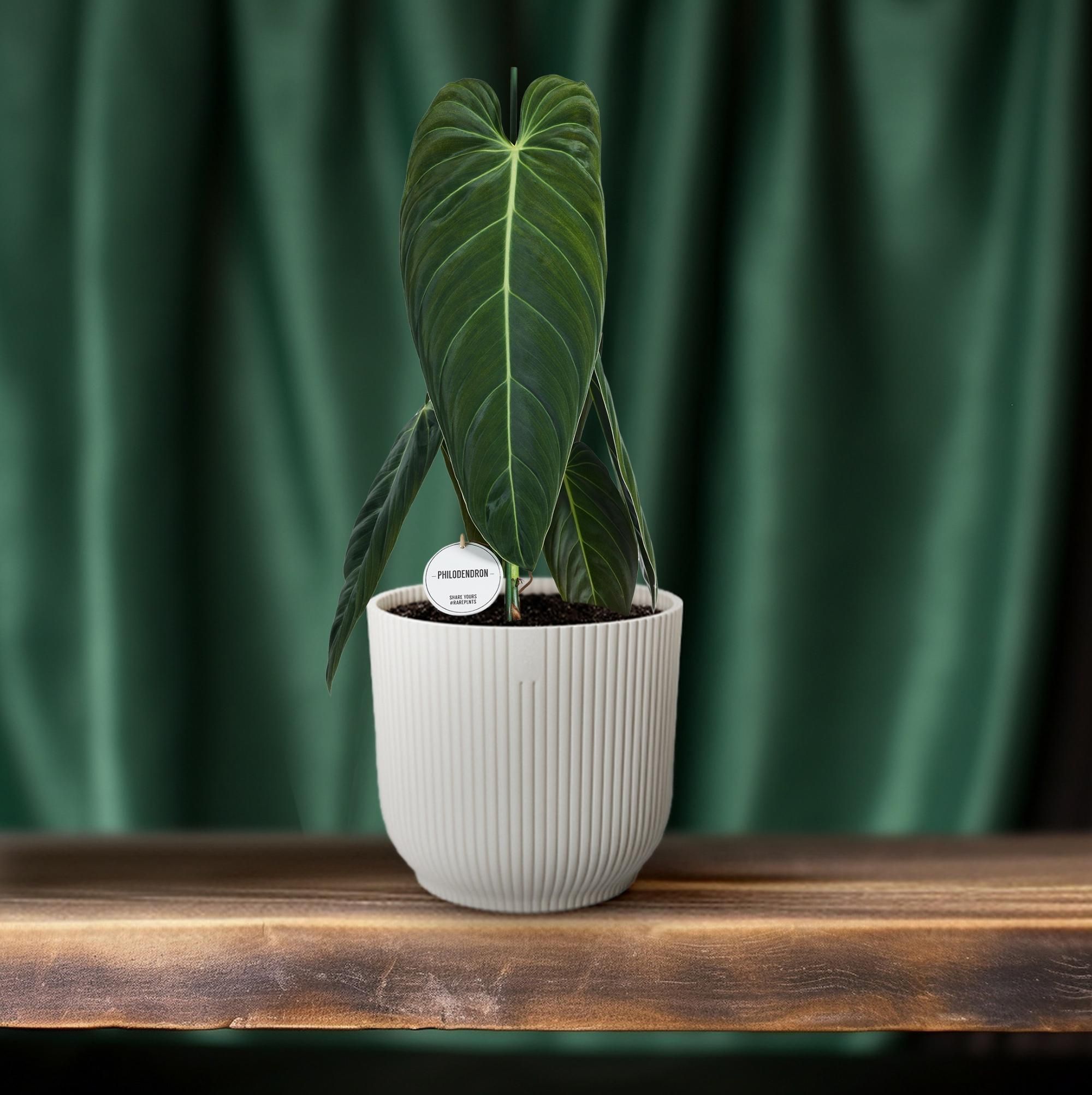 Philodendron Melanochrysum (22583)