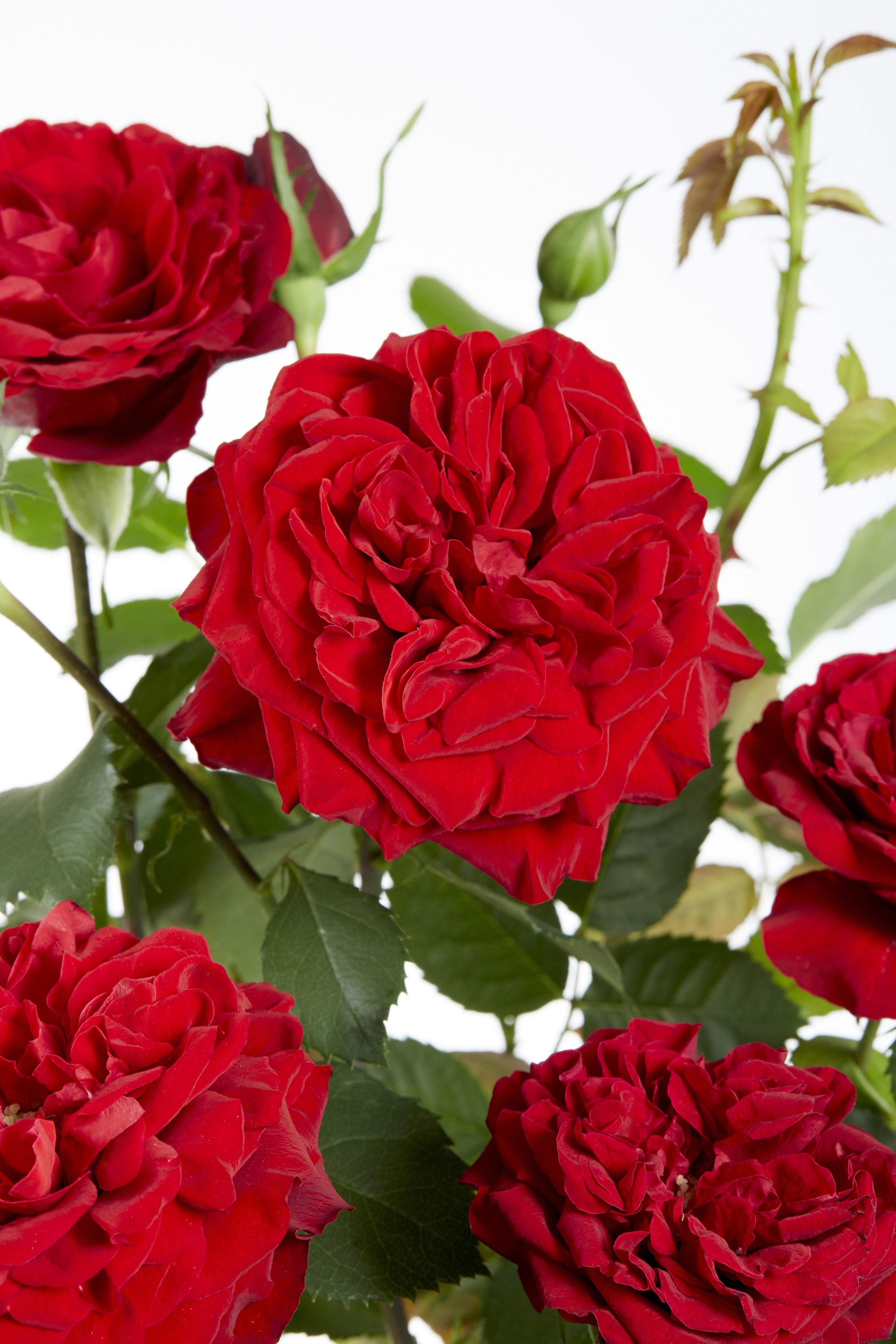 Hoogeveen 3x - Rosa Crazy in love 'Red' - ↨65cm - Ø15 (8720955321204)