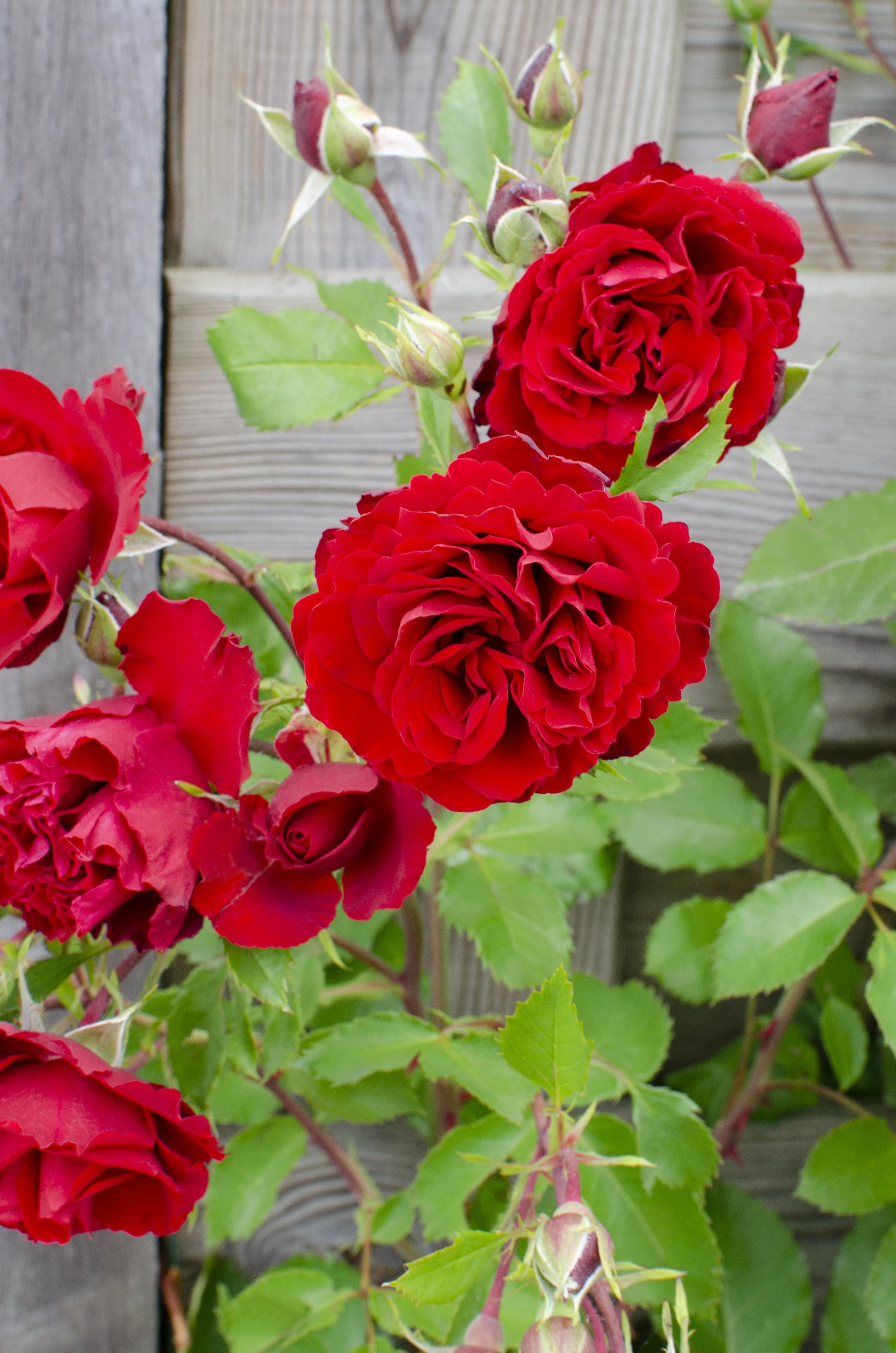 Hoogeveen 3x - Rosa Crazy in love 'Red' - ↨65cm - Ø15 (8720955321204)