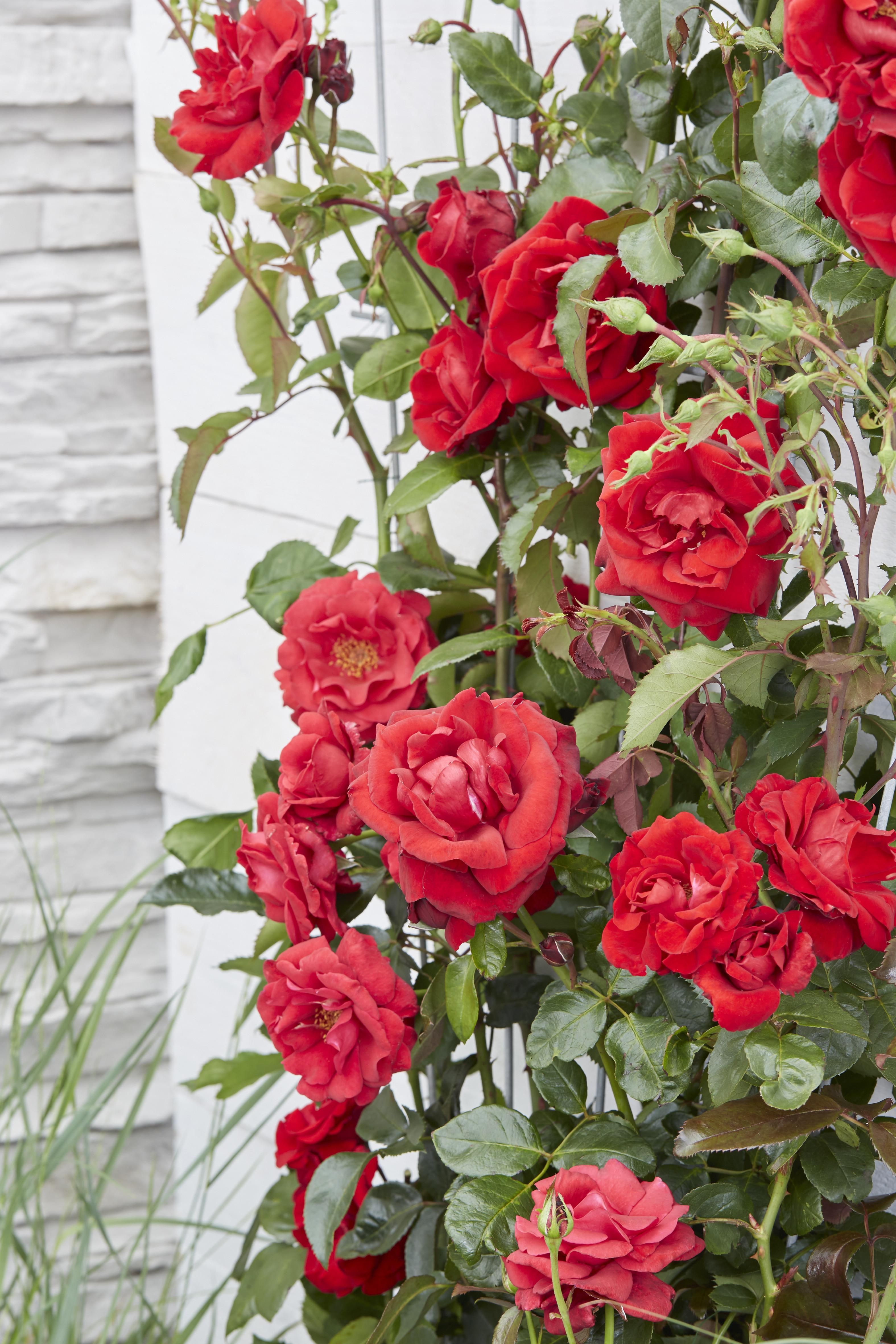 Hoogeveen 3x - Rosa Crazy in love 'Red' - ↨65cm - Ø15 (8720955321204)