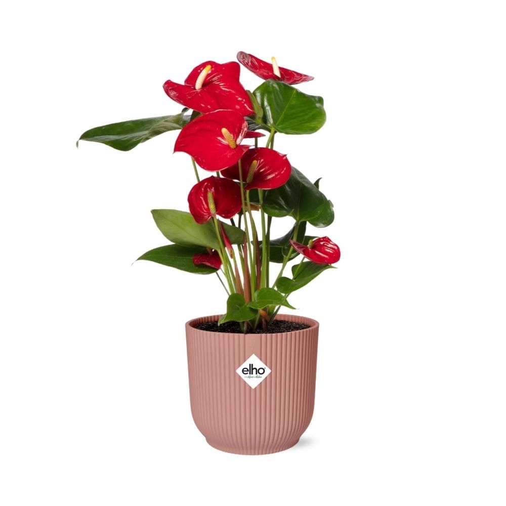 Anthurium Red 12cm in ELHO Vibes Fold 14cm roze (21727)