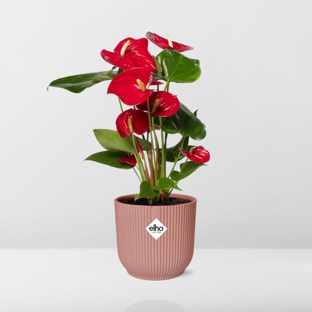Anthurium Red 12cm in ELHO Vibes Fold 14cm roze (21727)
