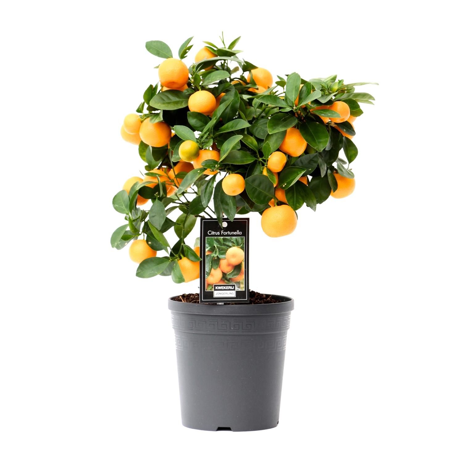 Citrus Calamondin (15026)