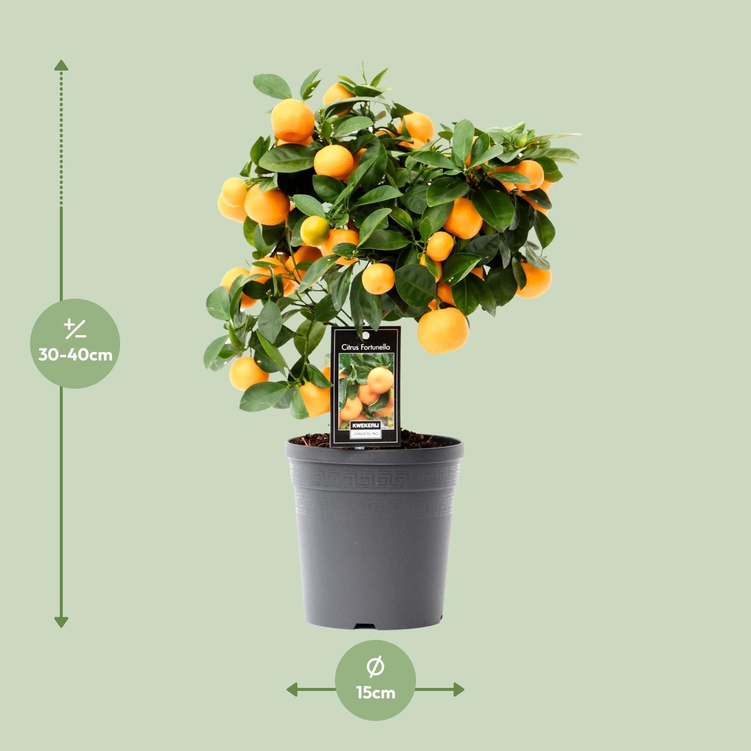Citrus Calamondin (15026)