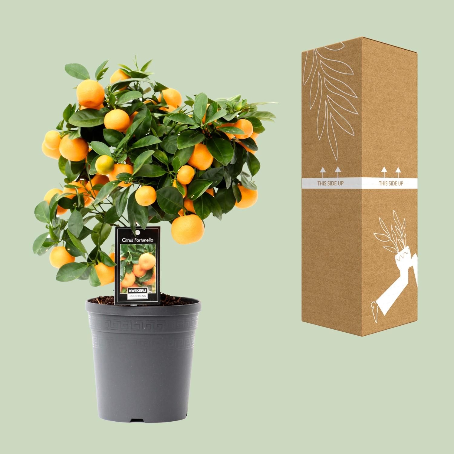 Citrus Calamondin (15026)