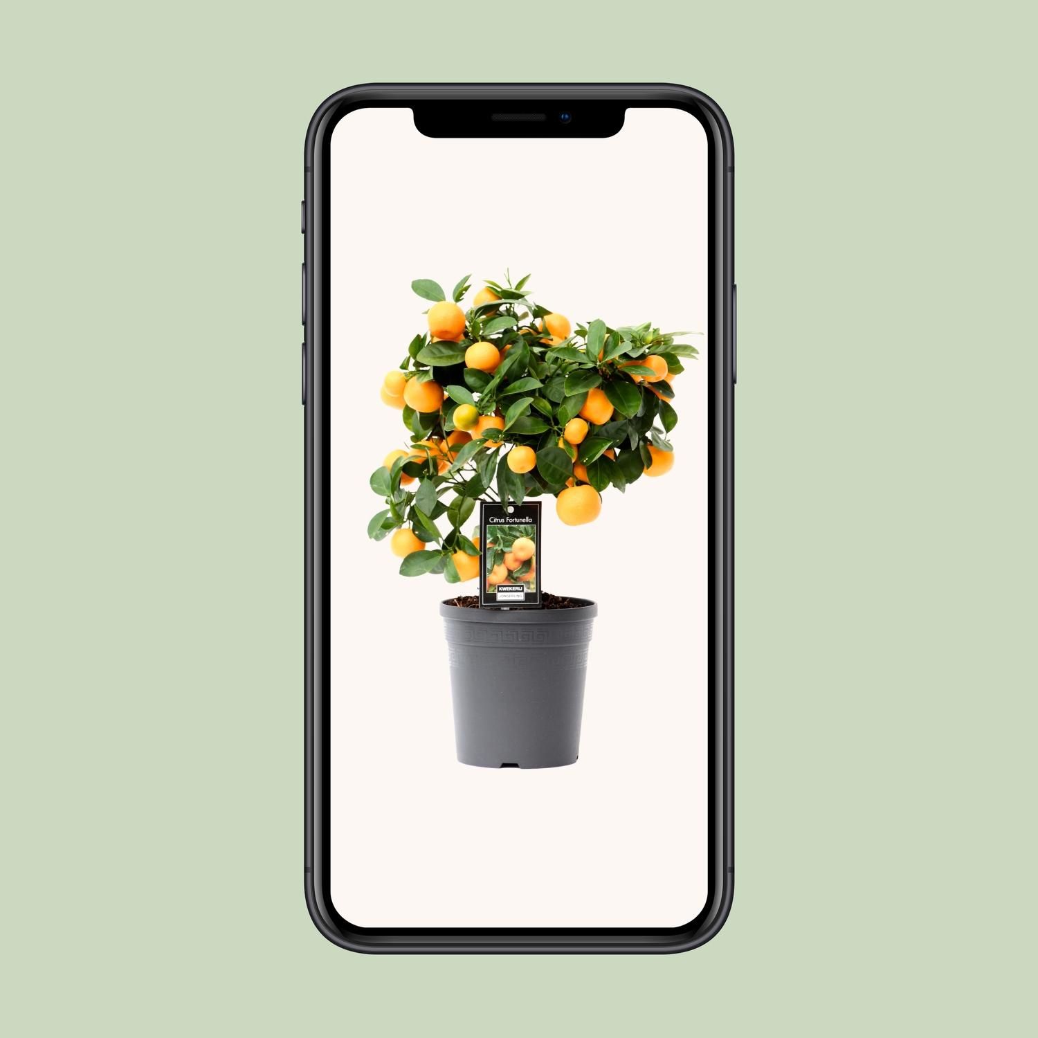Citrus Calamondin (15026)