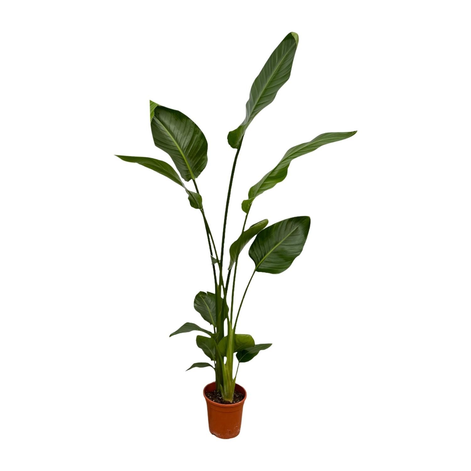 2x Strelitzia Nicolai - 130 cm - Ø17 (8721081601857)