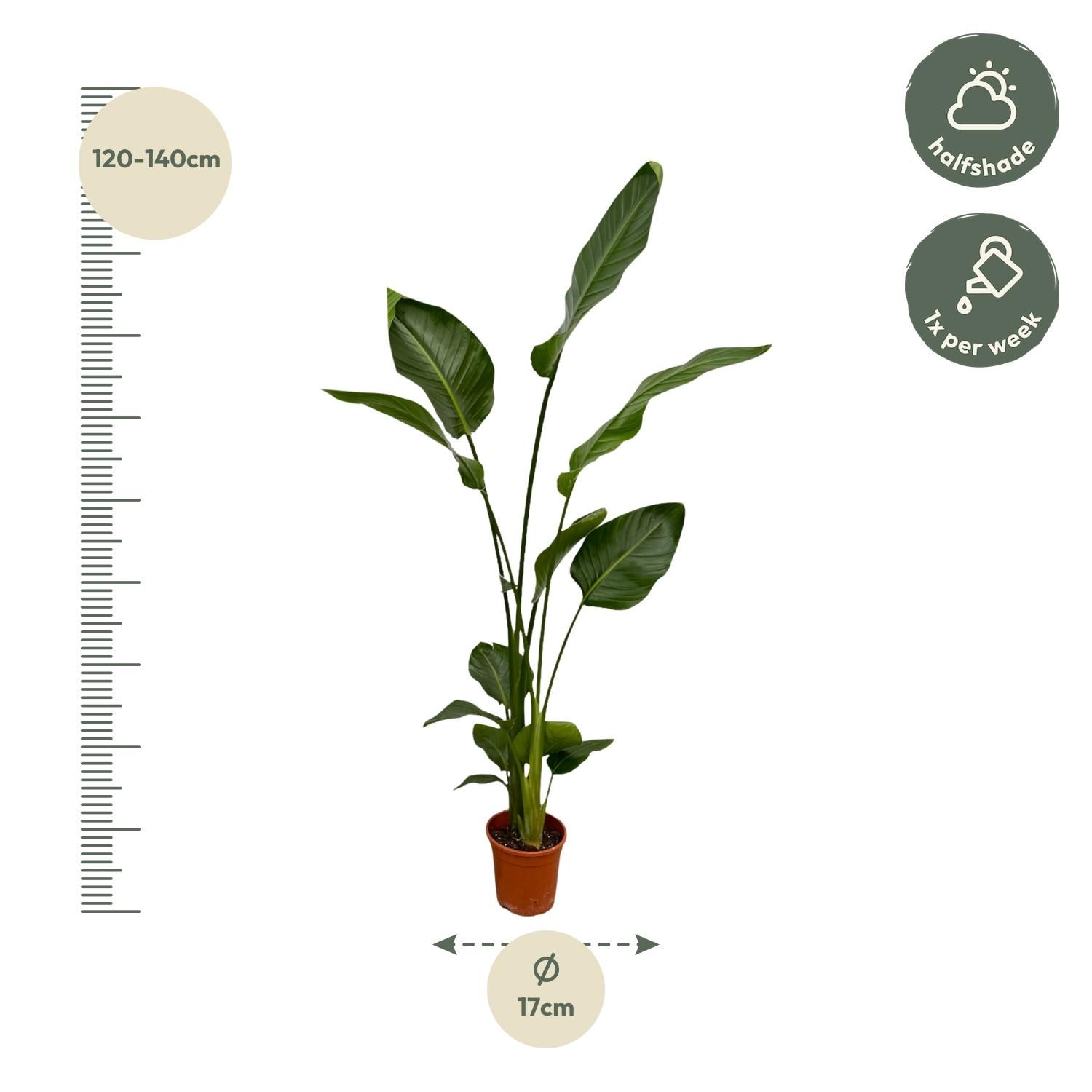 2x Strelitzia Nicolai - 130 cm - Ø17 (8721081601857)